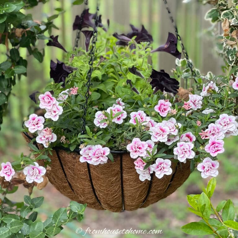 A hanging coconut fiber basket filled with green leaves, pale pink double petunias, and dark purple flowers, set outdoors near a wooden fence.