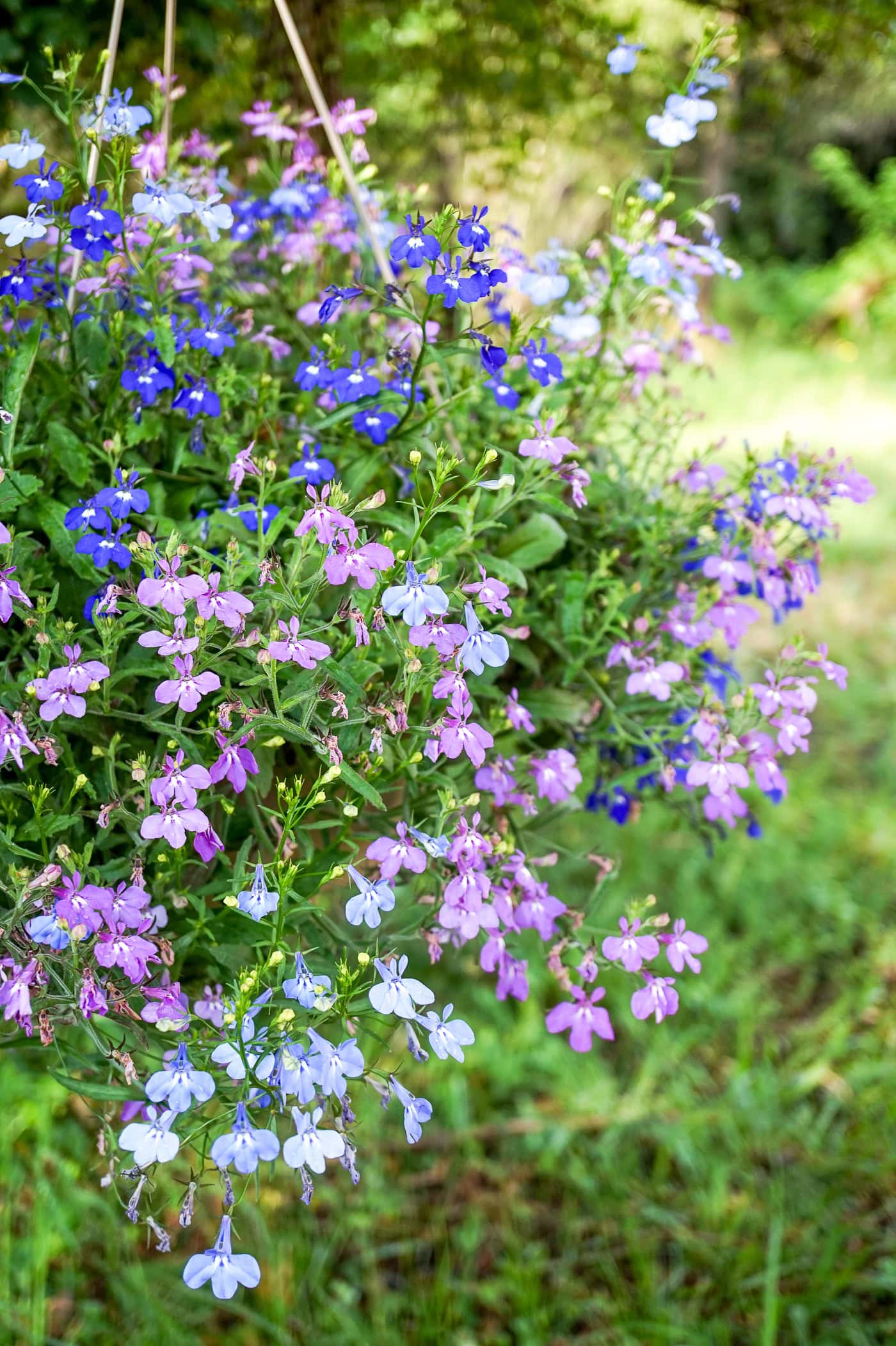 A hanging basket filled with blooming lobelia flowers in shades of purple, blue, and light pink, set against a blurred garden background.