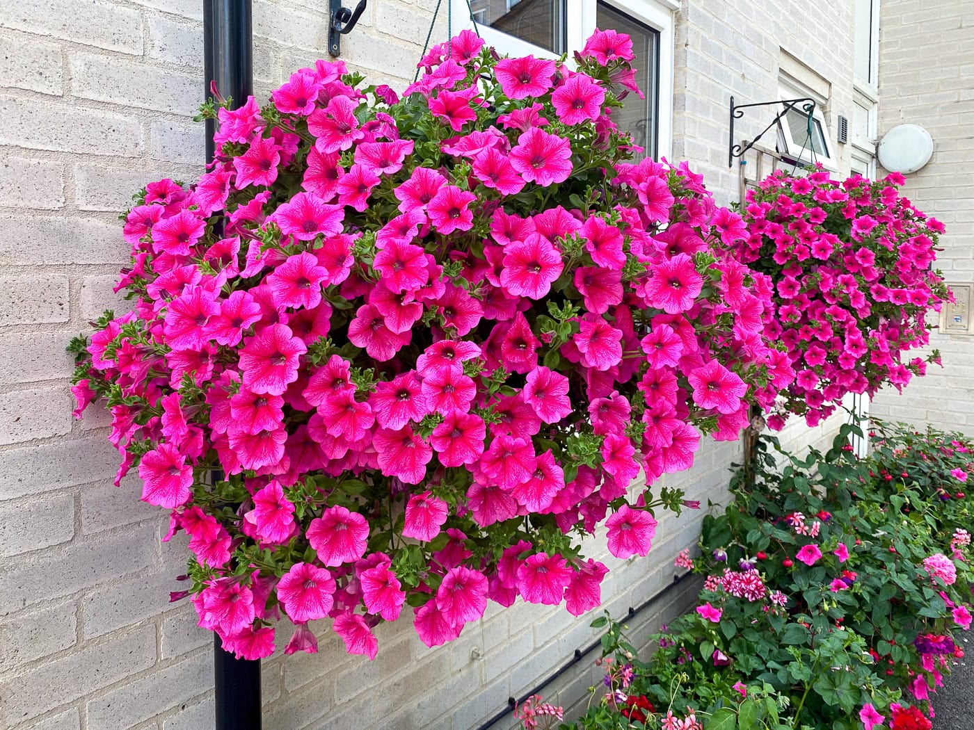 Two large hanging baskets filled with bright pink petunias are attached to a brick wall outside a building. More flowers are visible below and in the background.