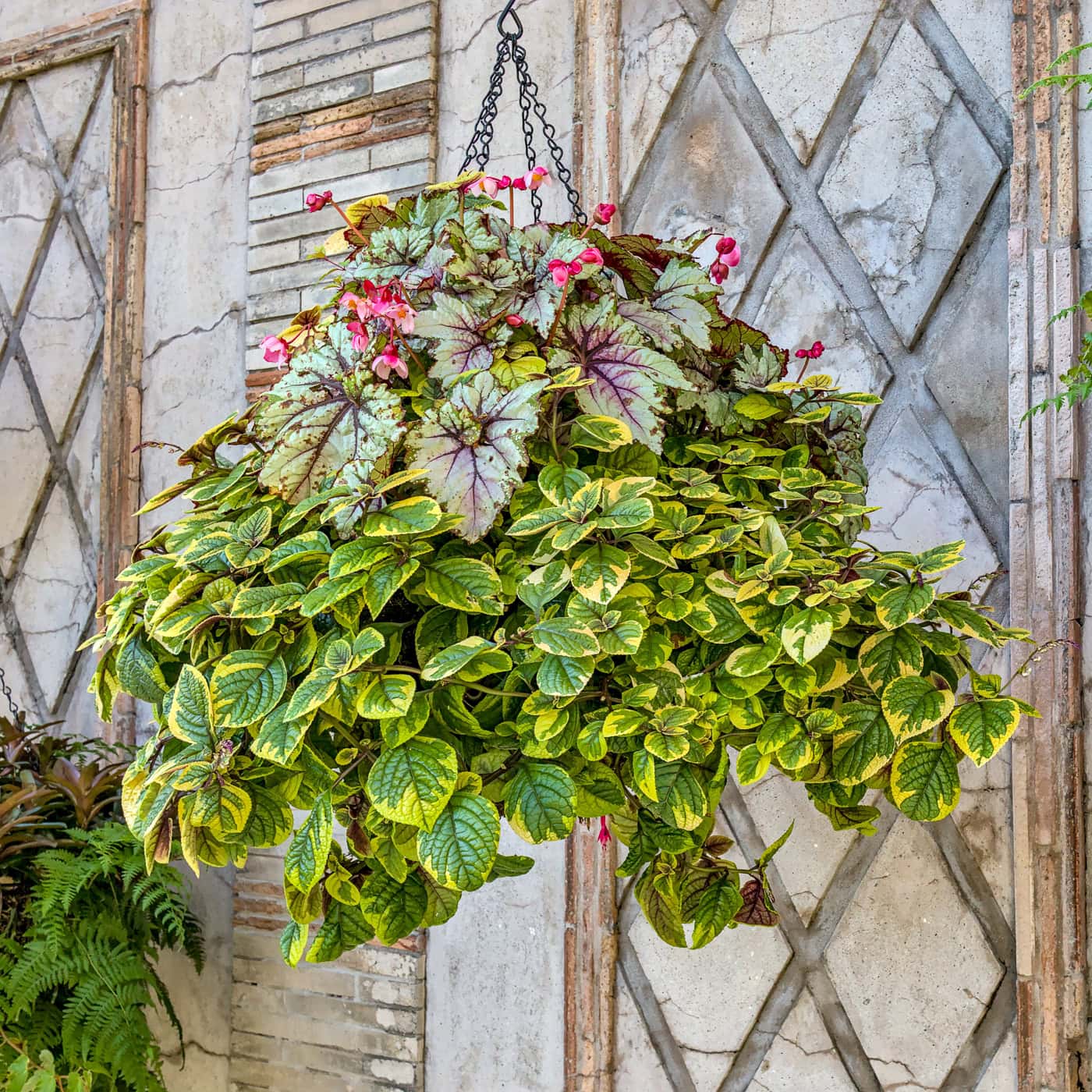 A hanging basket filled with green and variegated leaves, some with red veins, and small pink flowers, displayed against a weathered, decorative wall.