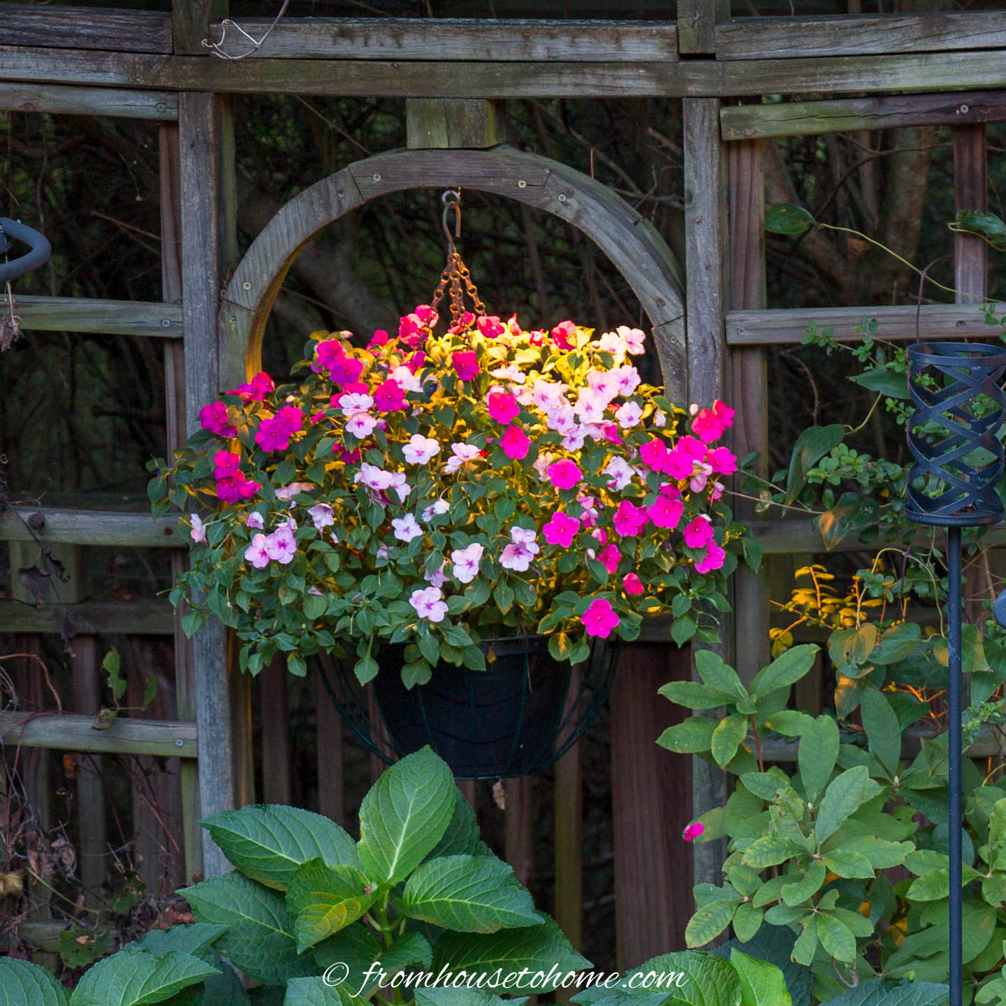 Light pink and dark pink impatiens in a hanging basket