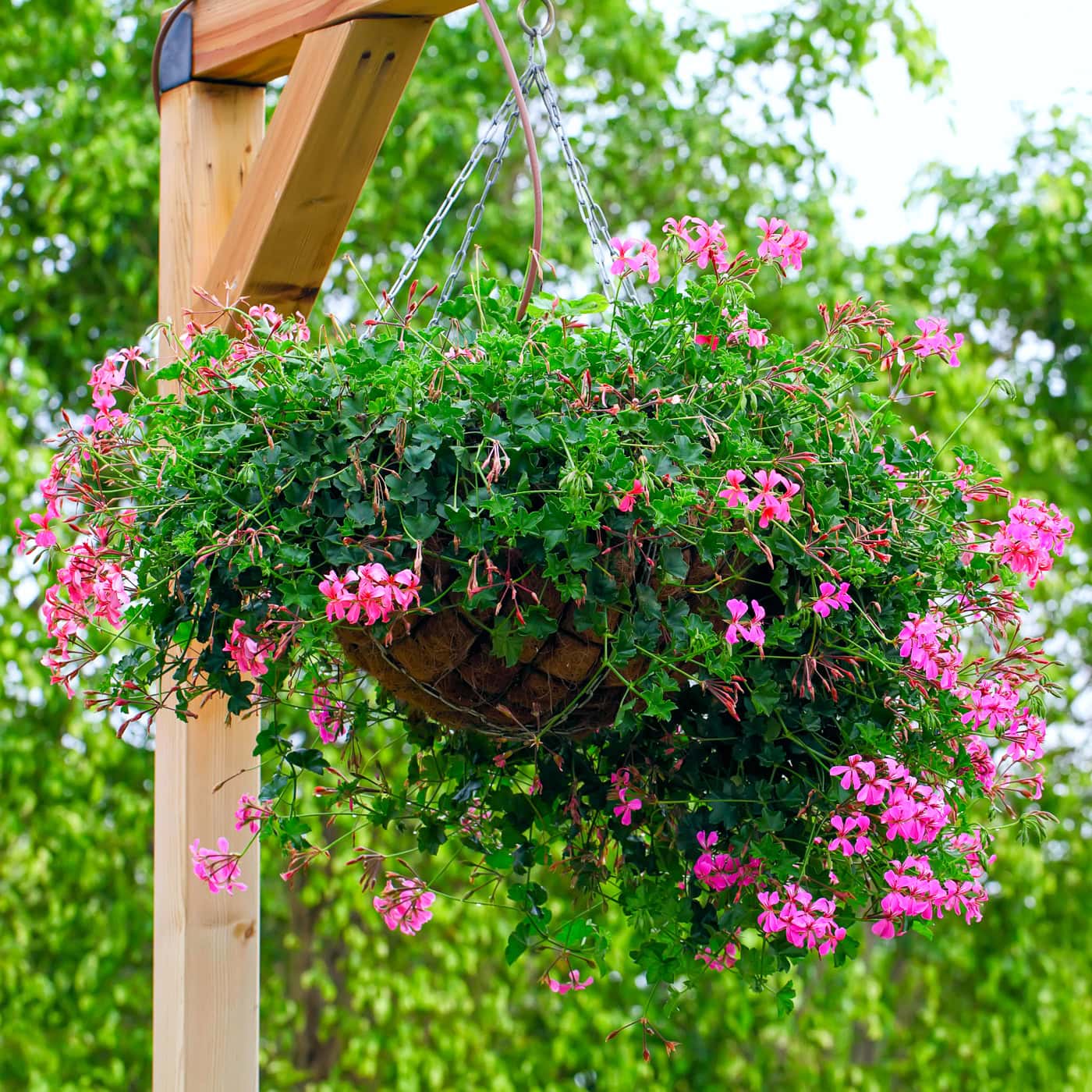 A hanging basket filled with lush green ivy and pink flowers is suspended from a wooden post, with trees in the background.
