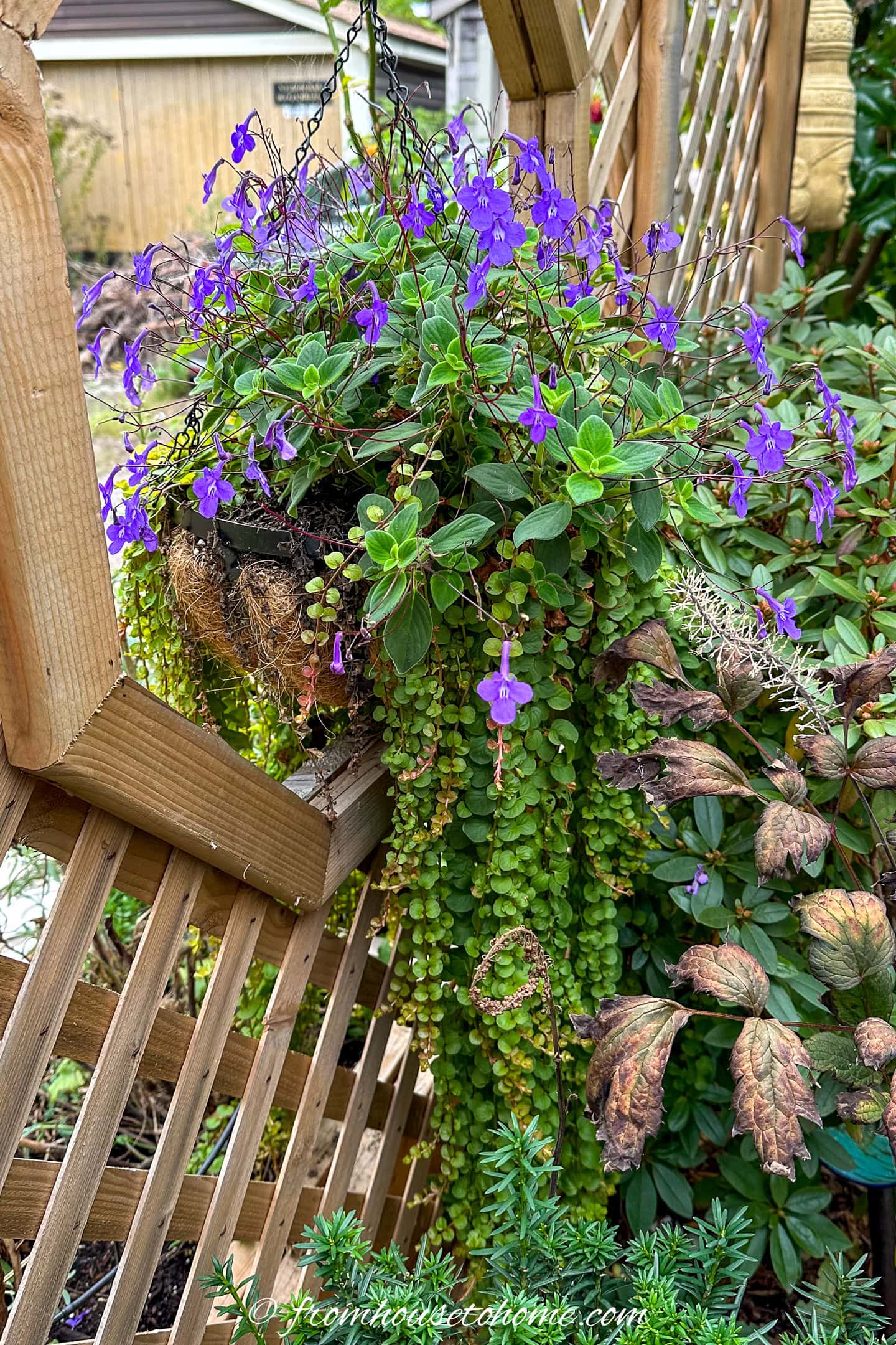 Hanging basket with purple flowers and cascading green foliage on a wooden trellis, surrounded by various garden plants.