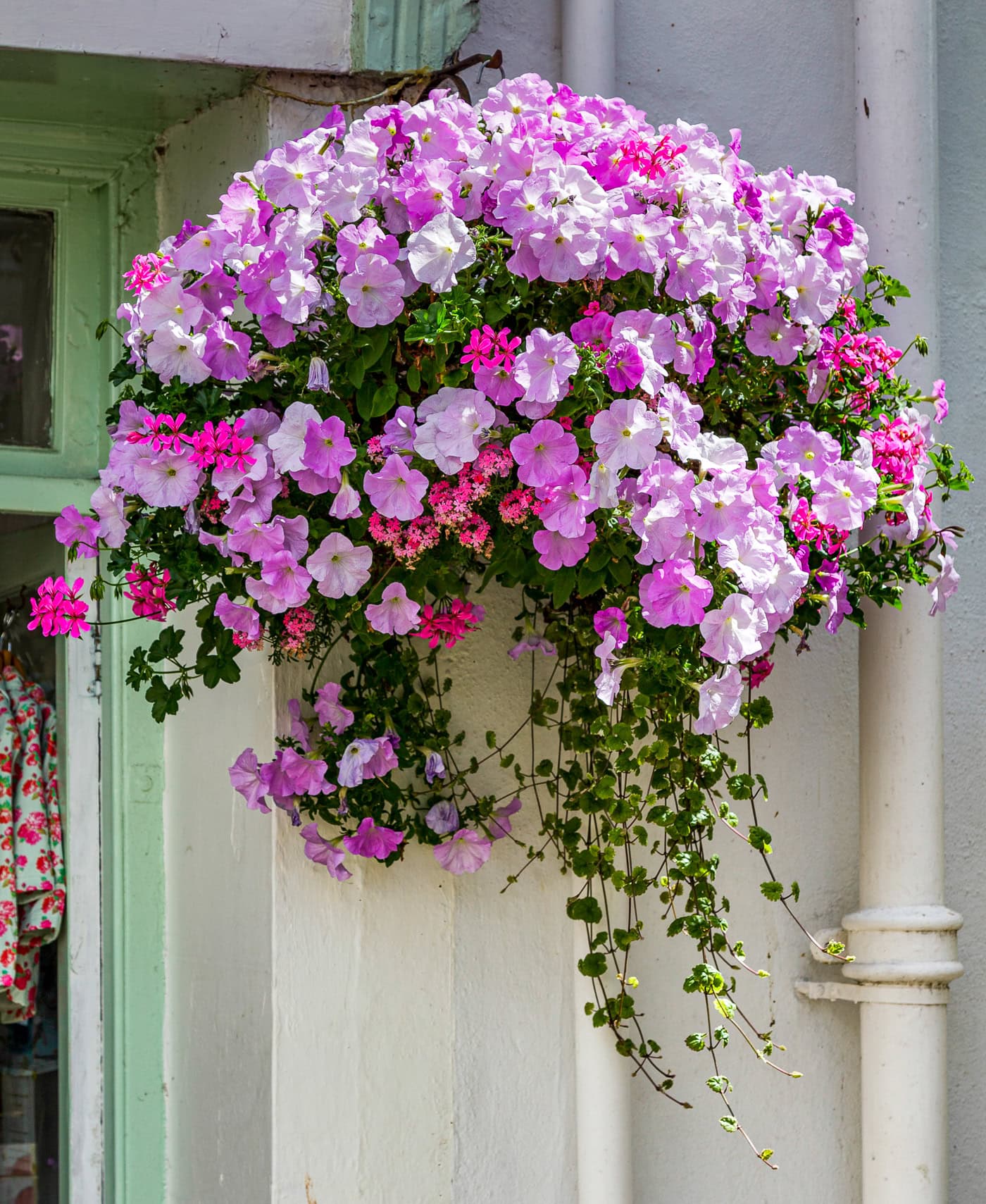 A hanging basket filled with light and dark pink petunias and ivy is mounted on an exterior white wall next to a window and drainpipe.