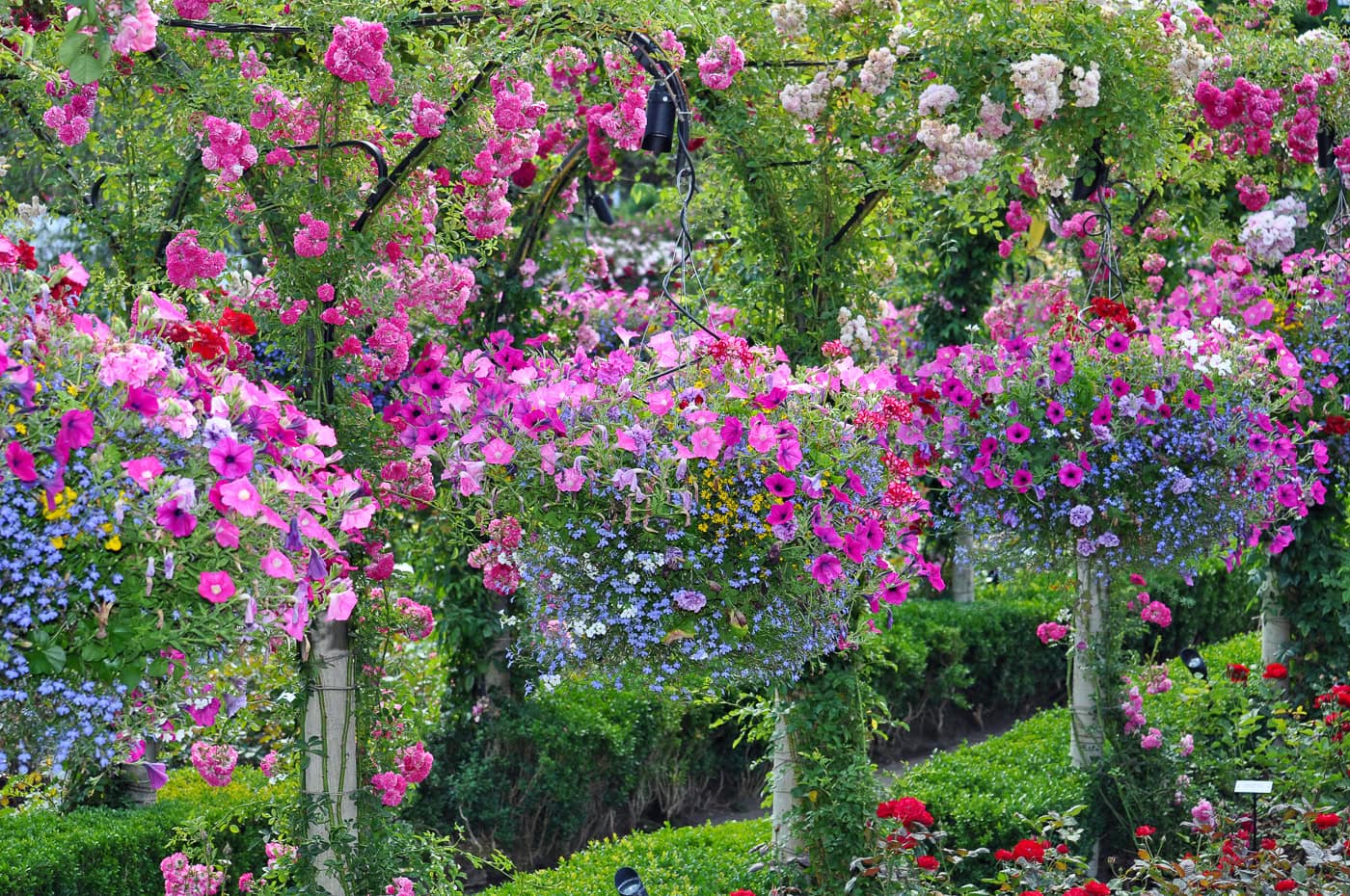 Large hanging baskets filled with vibrant pink, purple, and blue flowers surrounded by lush green plants and blooming rose bushes in a garden.