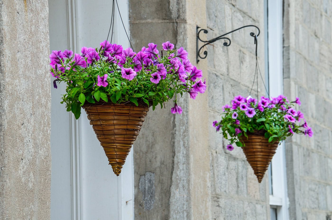 Two cone-shaped wicker hanging baskets filled with blooming purple petunias are attached to a stone wall near a window.