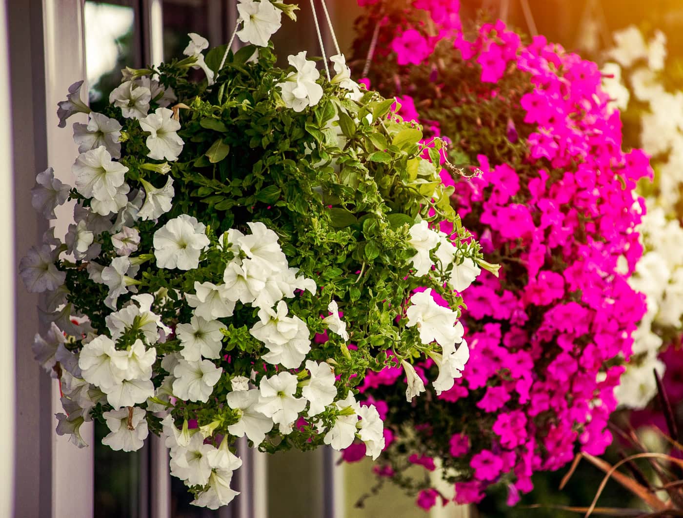 Two hanging baskets with blooming petunias, one with white flowers and the other with bright pink flowers, displayed outdoors near a building.