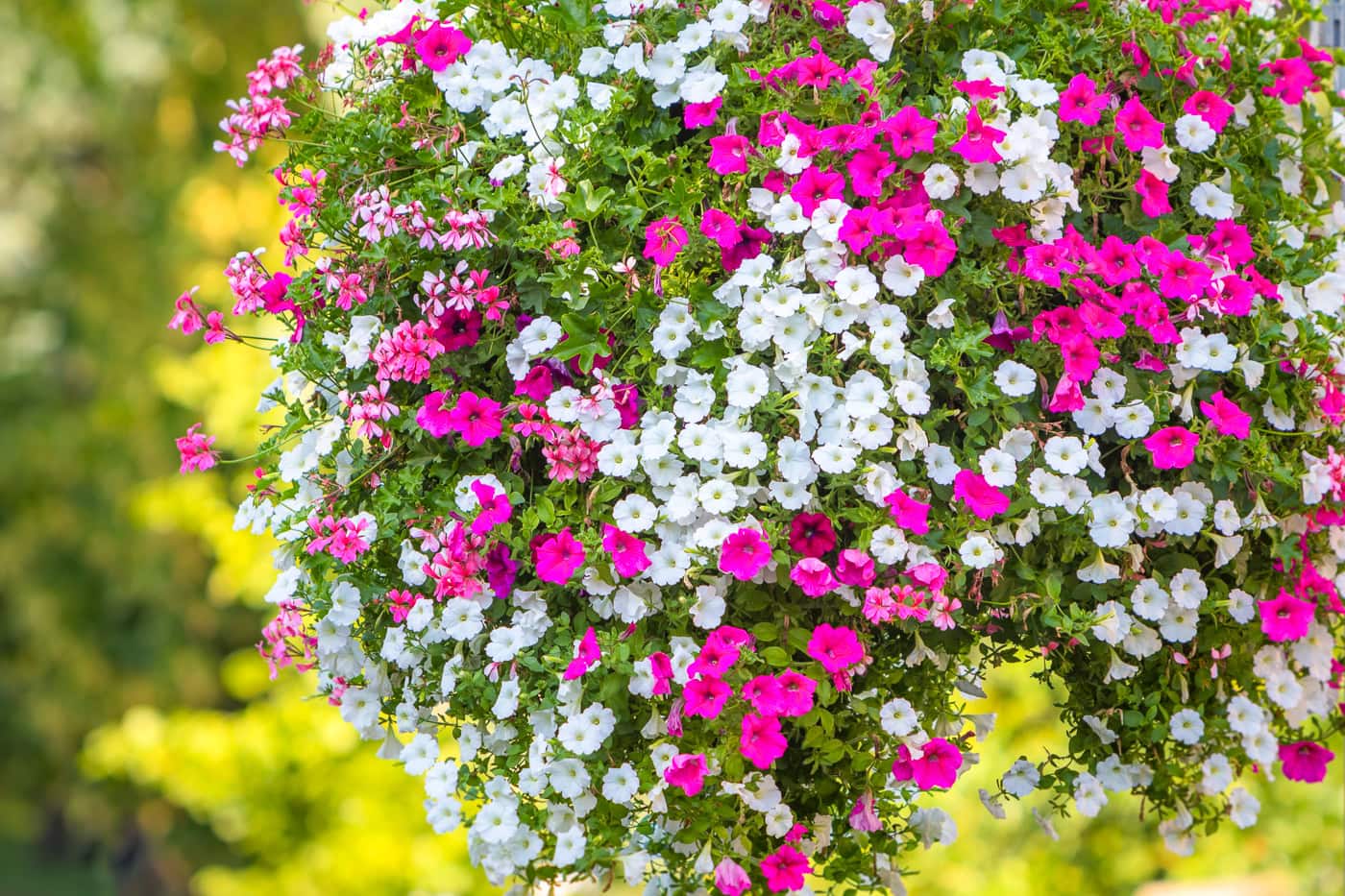 A hanging basket filled with blooming pink and white petunias against a blurred outdoor background.