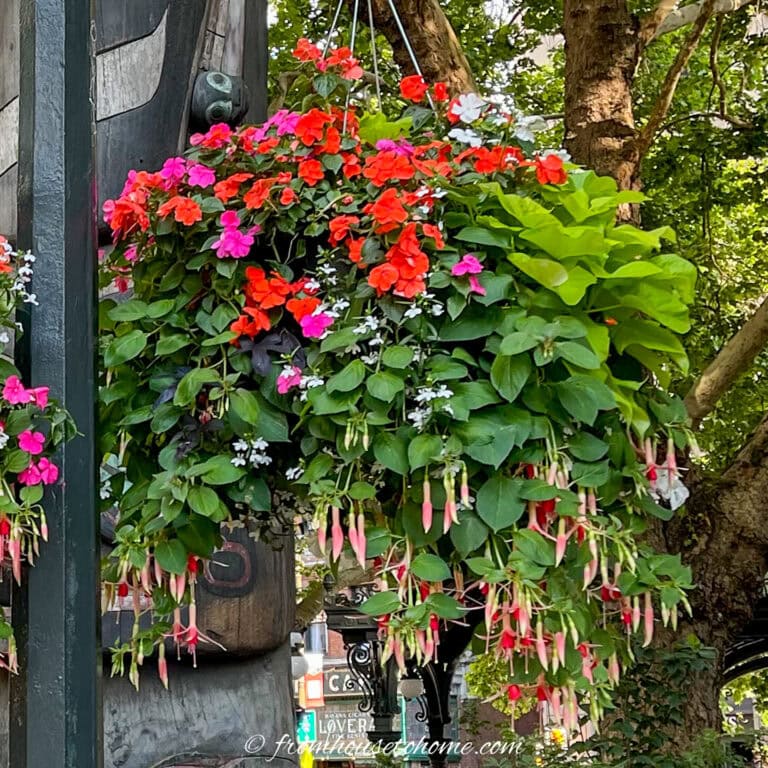 A shade-loving hanging basket with pink and red impatiens, white lobelia,  pink and red fuchisas and potato vine.