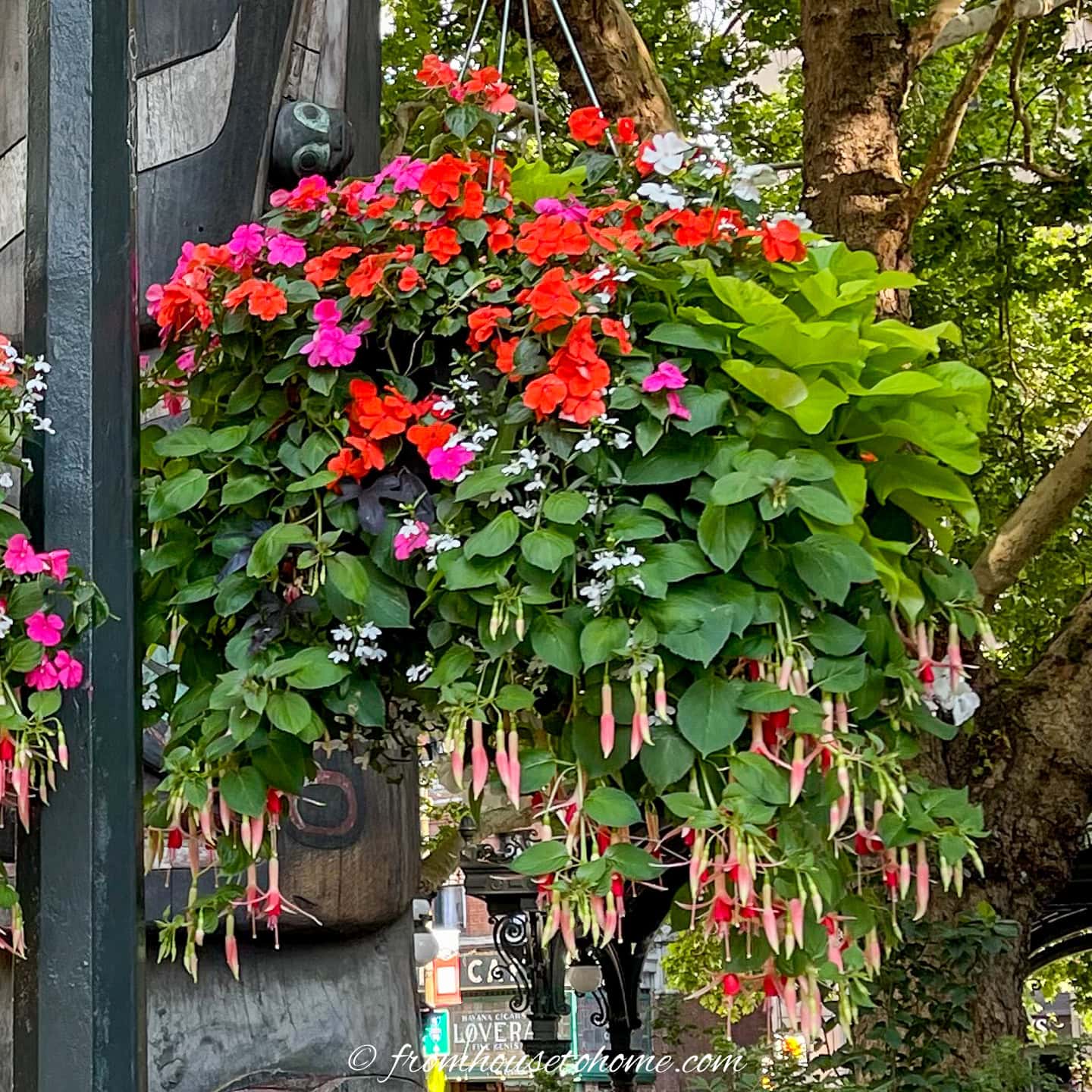 How To Keep Hanging Baskets Blooming All Summer