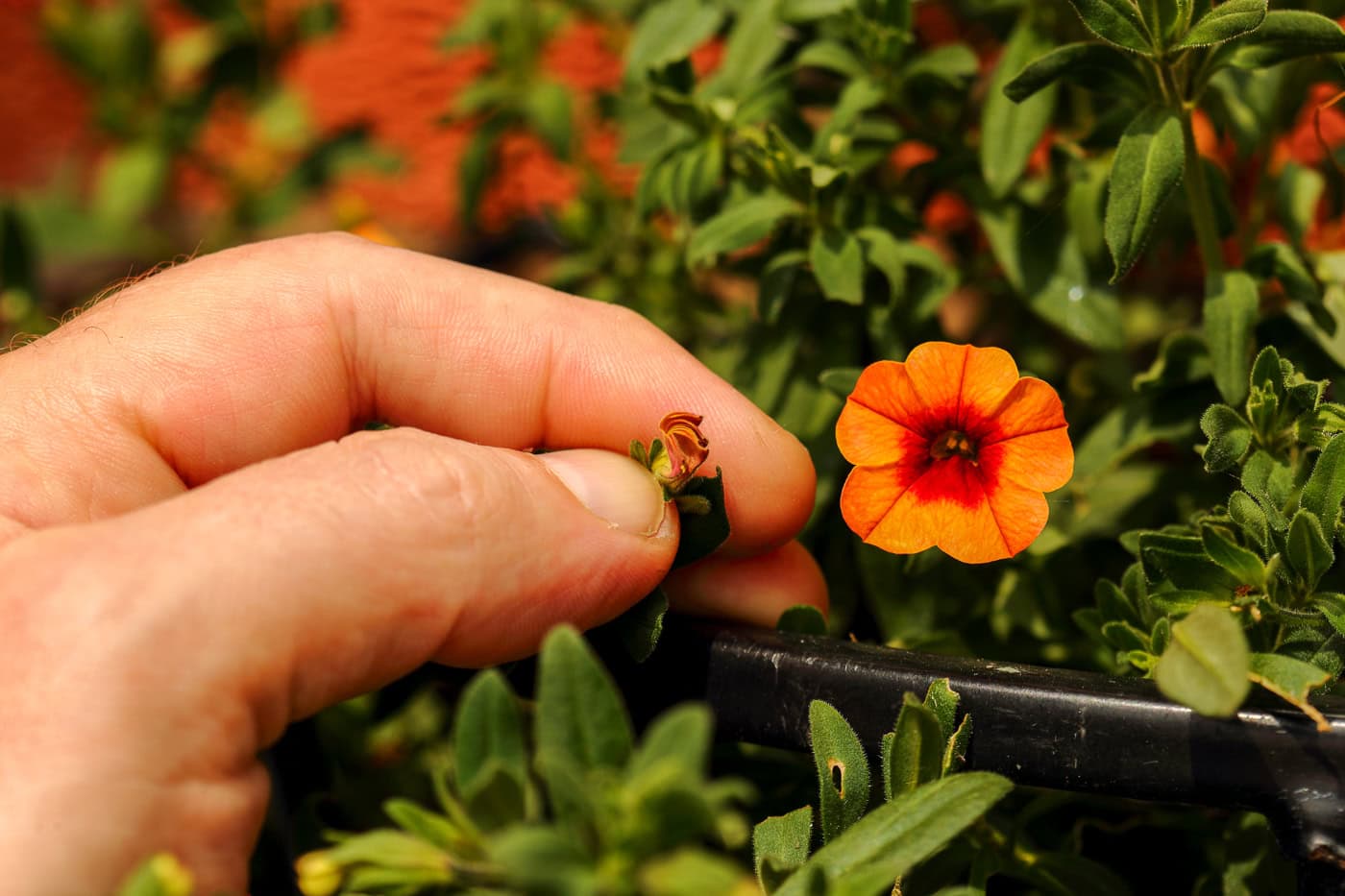 Calibrachoa being deadheaded