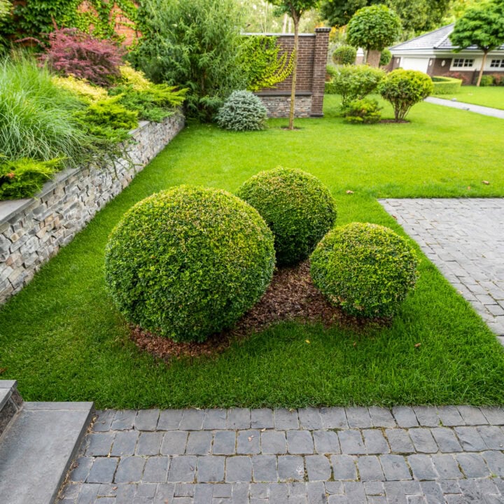 Three boxwood bushes in the corner of a landscape