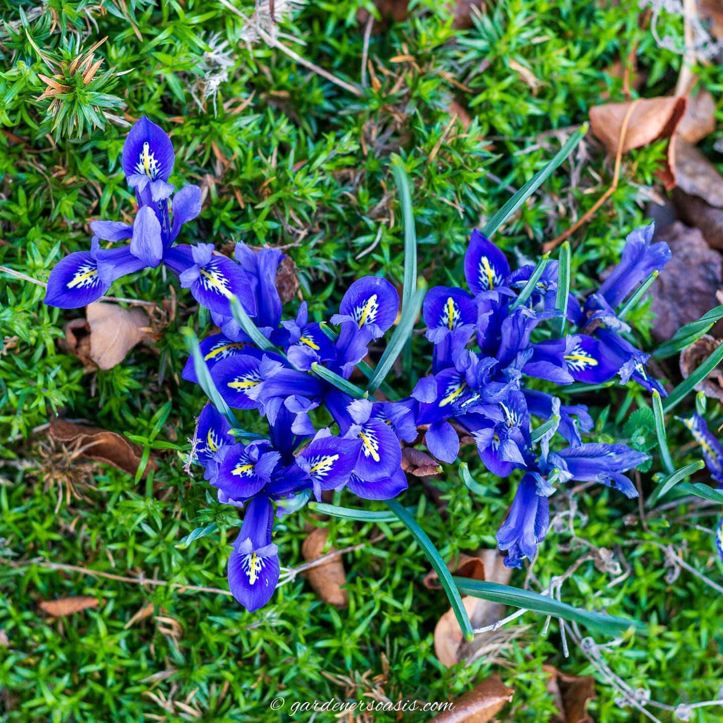 Early Spring Blue Flowers (The Best Bulbs And Perennials)