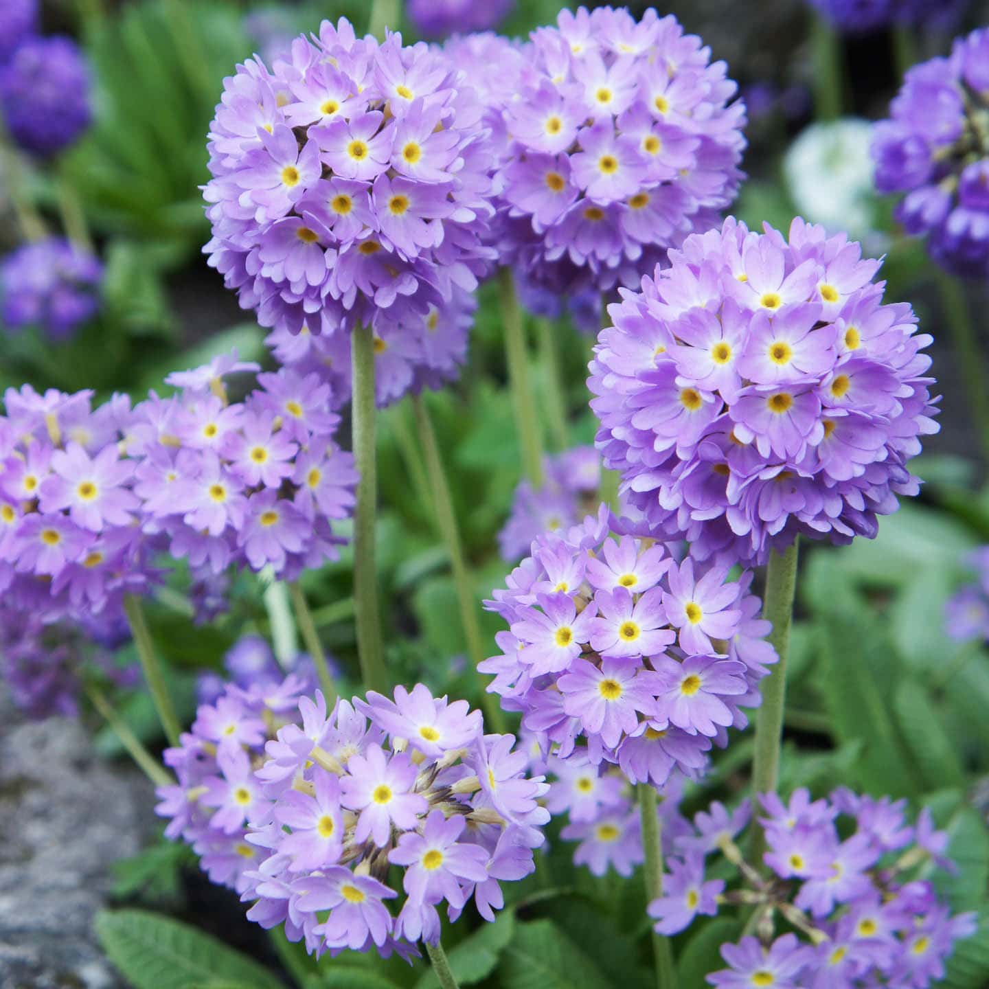 Early Spring Purple Flowers (The Best Bulbs, Perennials & Annuals)