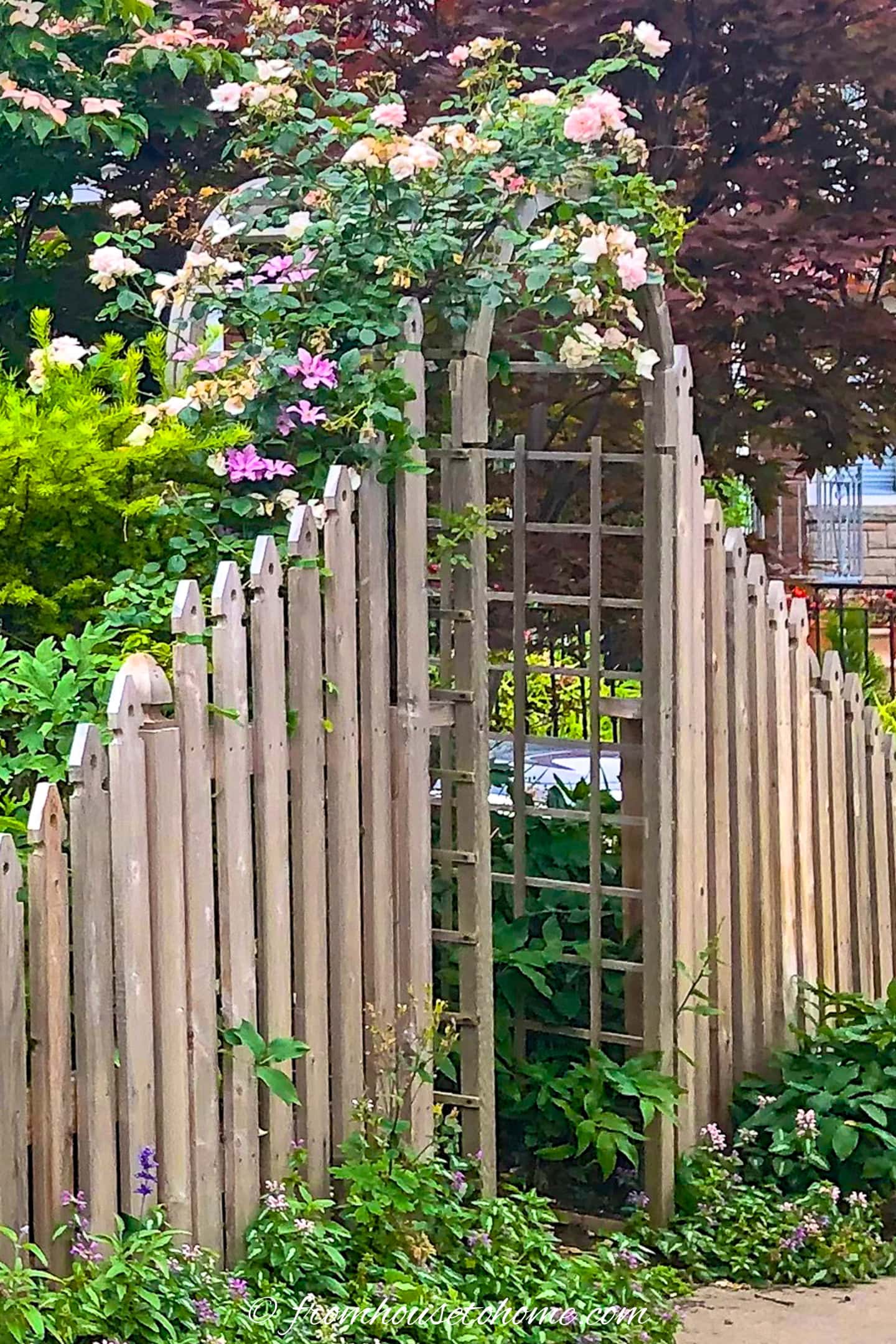 A wooden garden fence with an arched trellis gate supports blooming pink and white climbing roses, surrounded by various green plants and flowers.