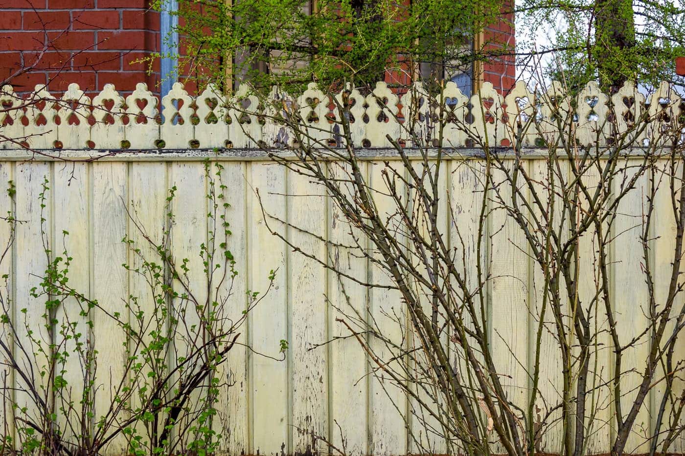 A weathered cream-colored wooden fence with decorative trim, bare and budding branches, and some green ivy growing against it. A brick building and leafy tree are visible behind the fence.