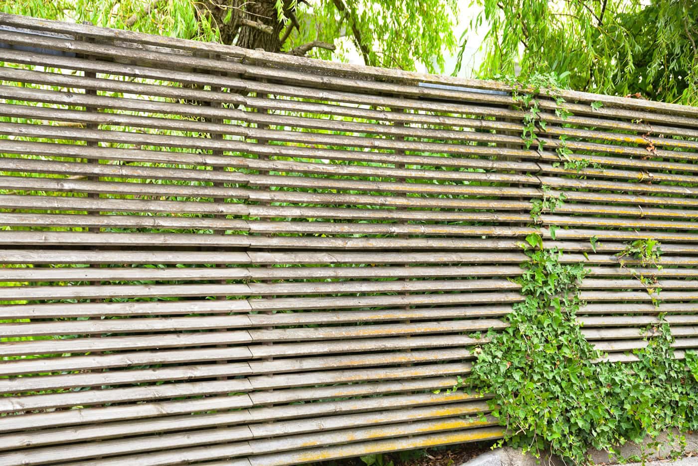 A wooden slatted fence with green ivy growing on the right side, surrounded by lush trees and foliage.