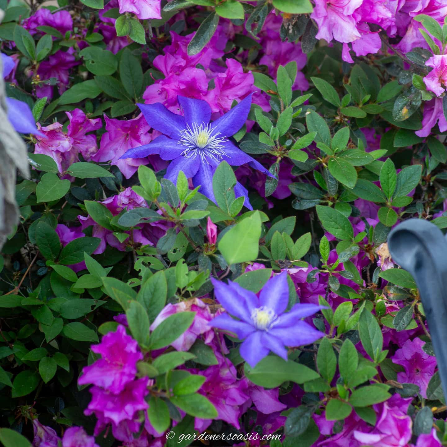Azalea Companion Plants (What To Plant With Azaleas)