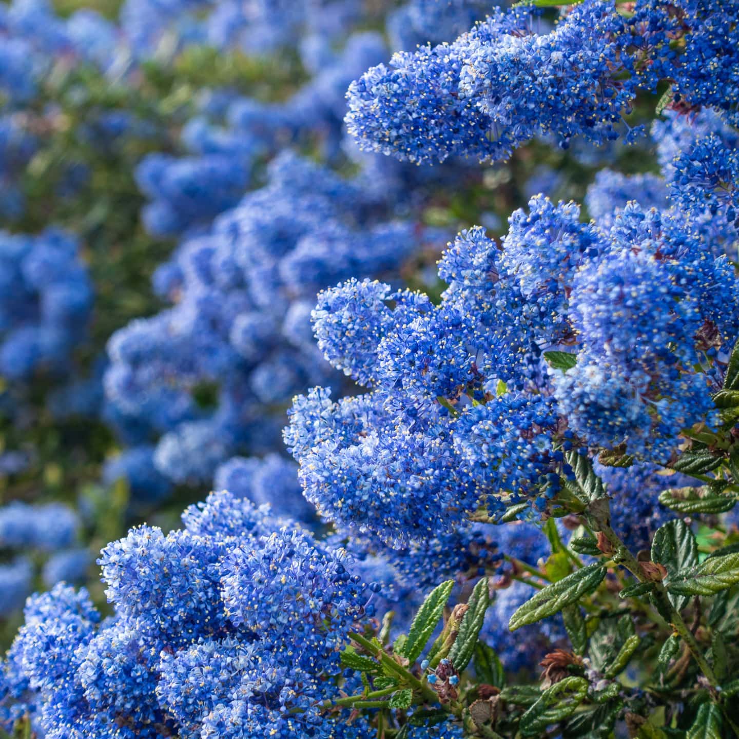 11 Of The Best Blue Flowering Shrubs