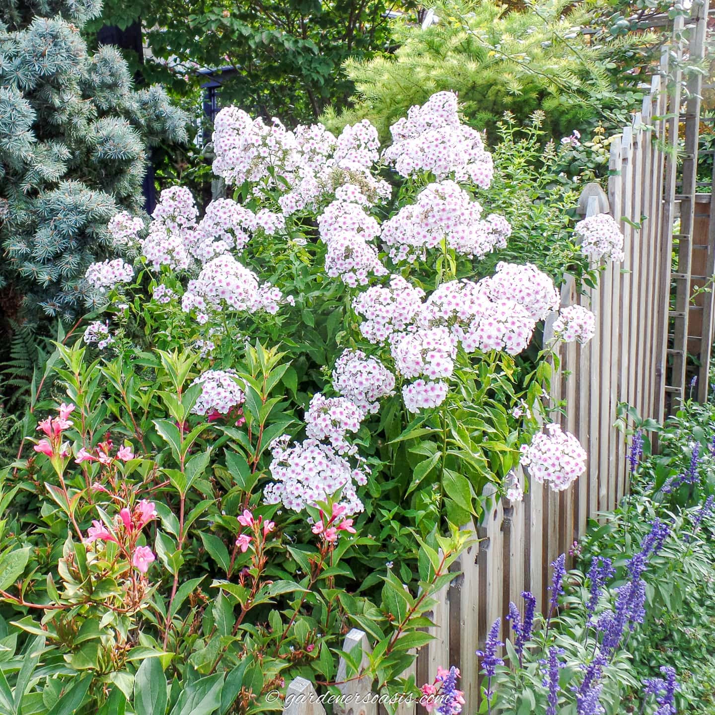28 Cottage Garden Perennials And Biennials