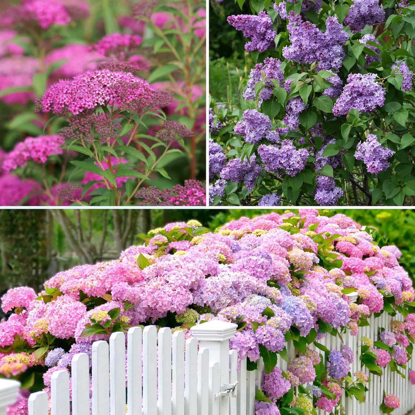 Best Shrubs For A Cottage Garden