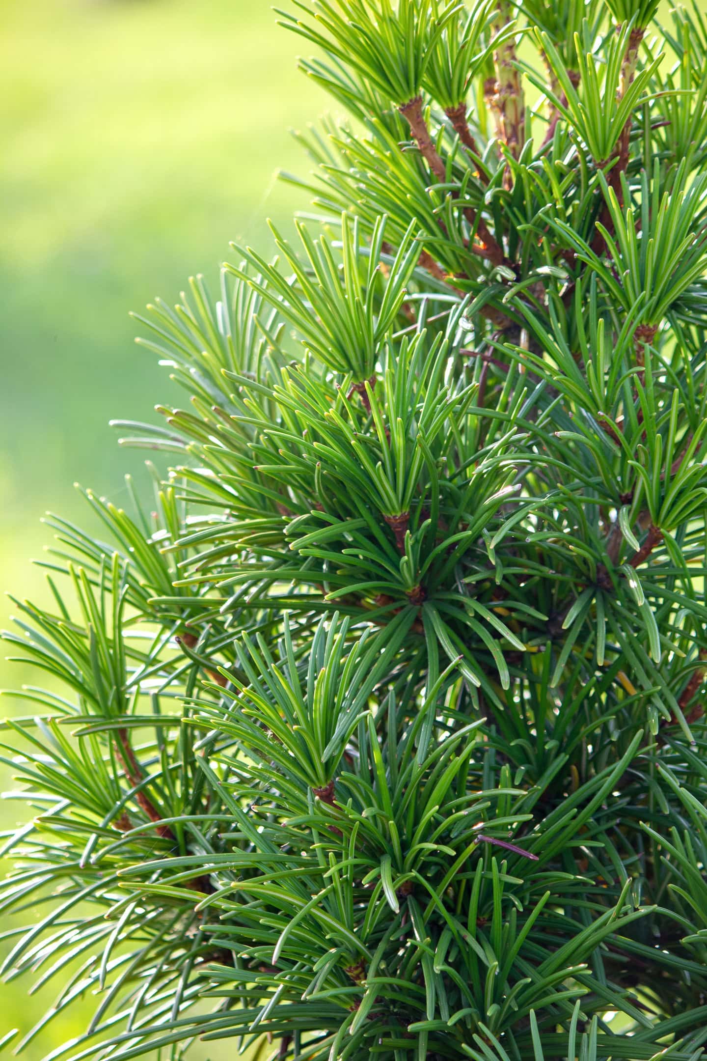 Japanese umbrella pine(Sciadopitys verticillata) close-up