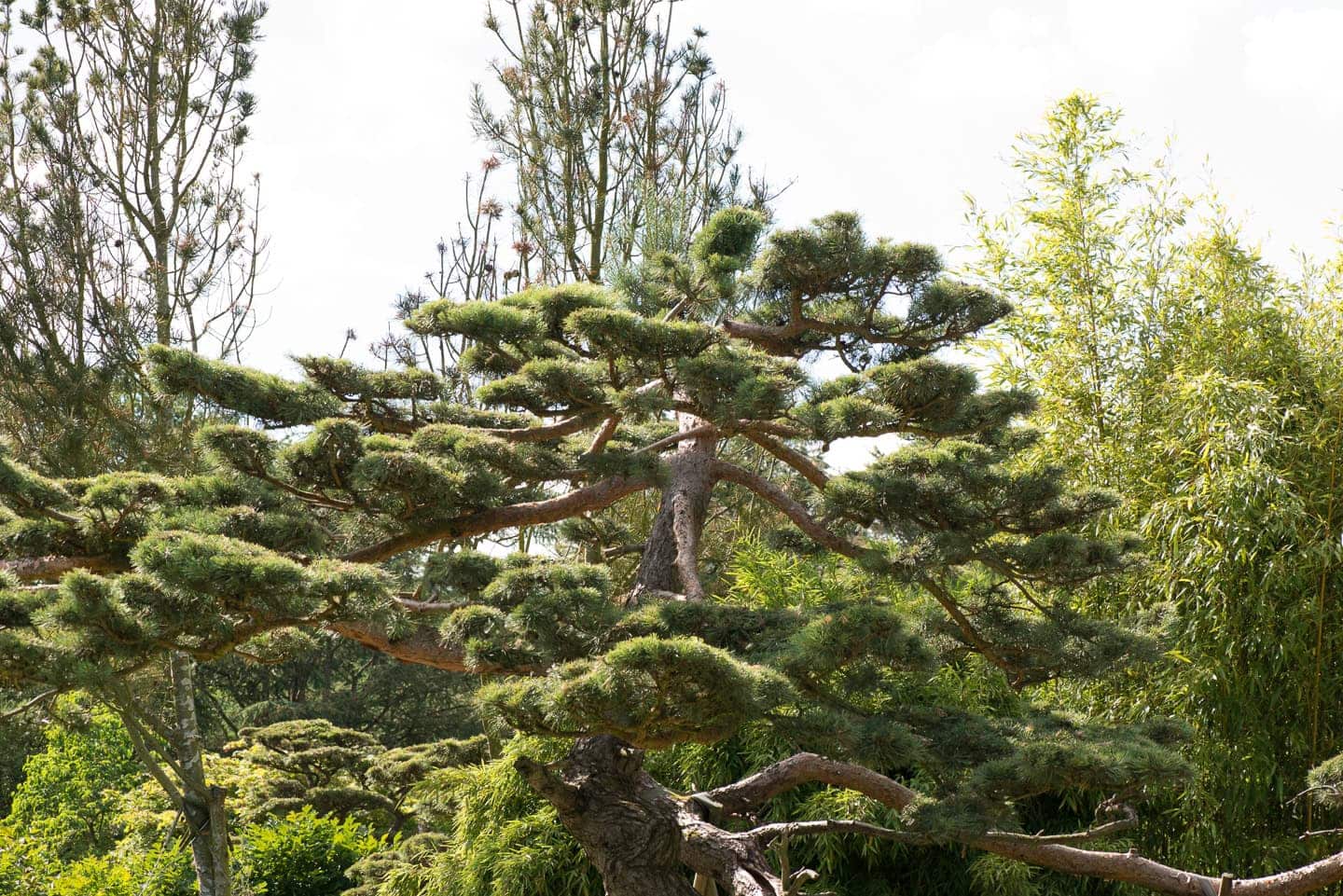 Japanese black pine