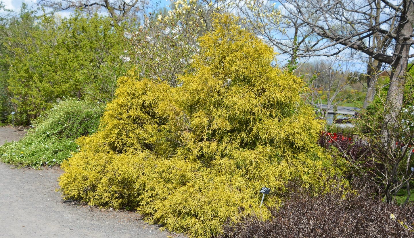 yellow false cypress