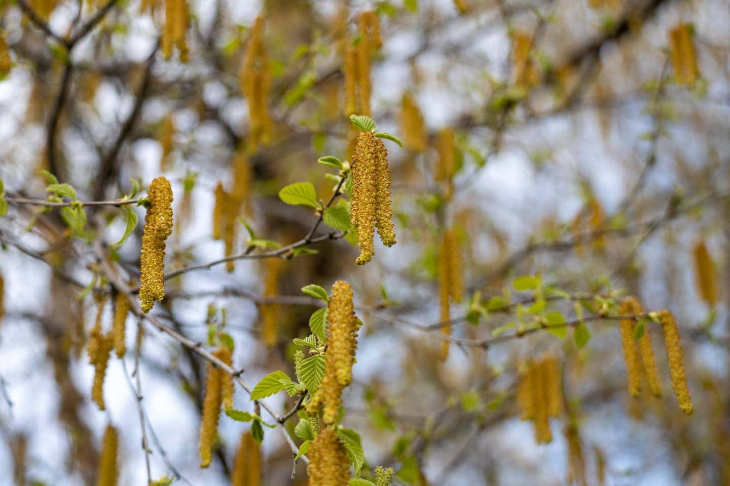 river birch catkins