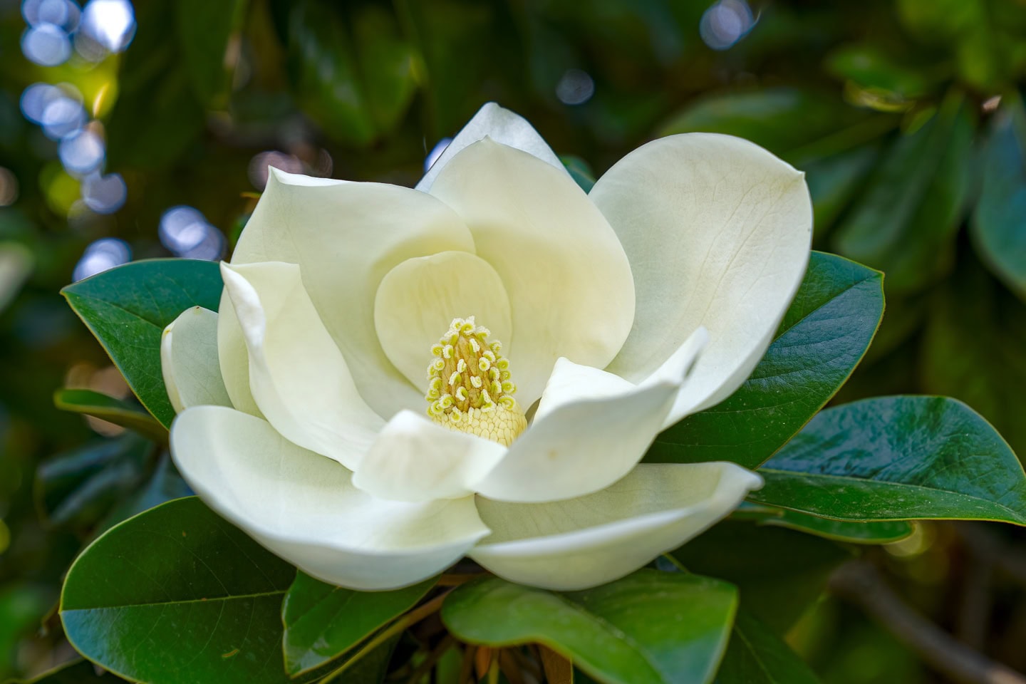 Sweetbay Magnolia flower