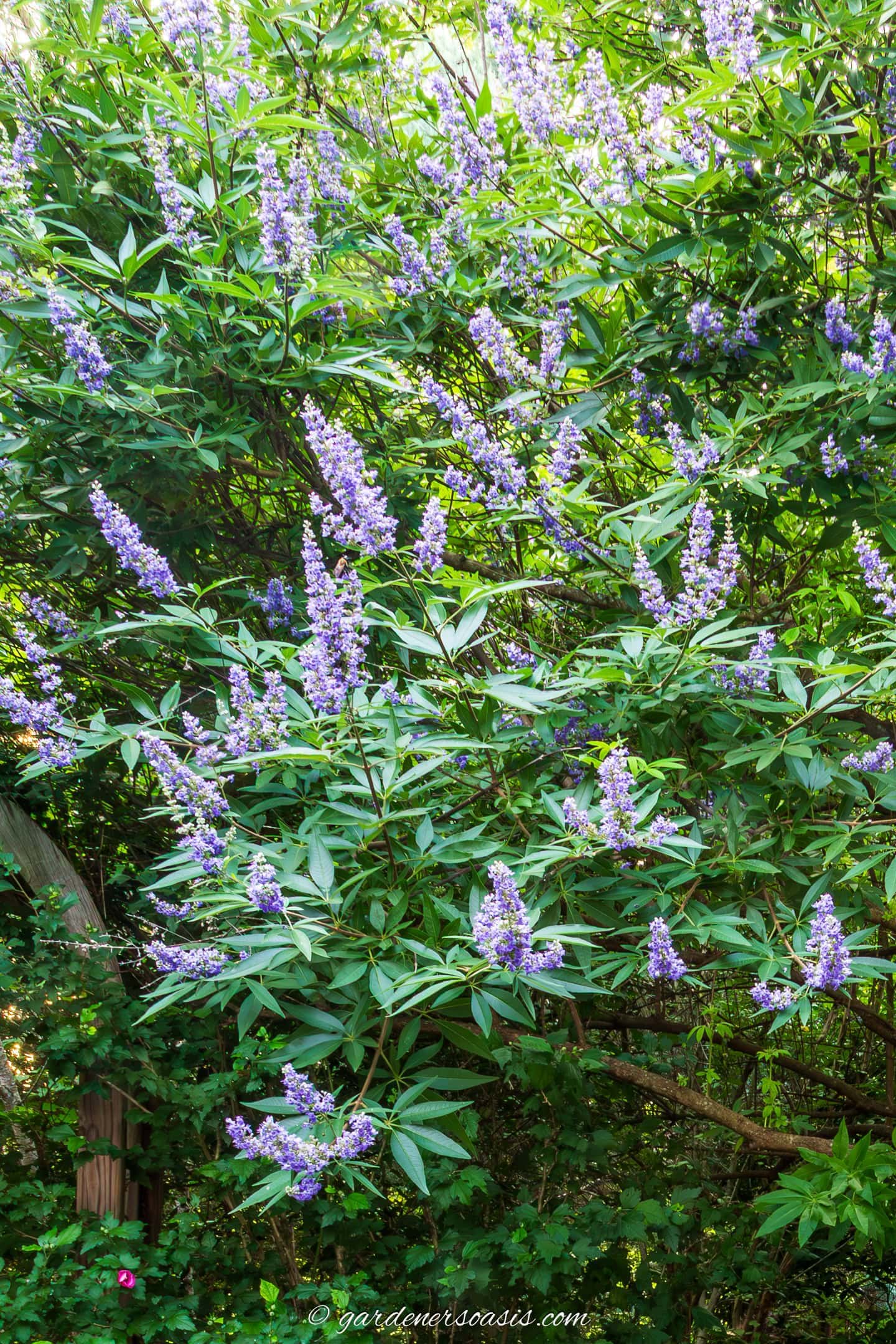 purple-blue flowers on a Chaste tree