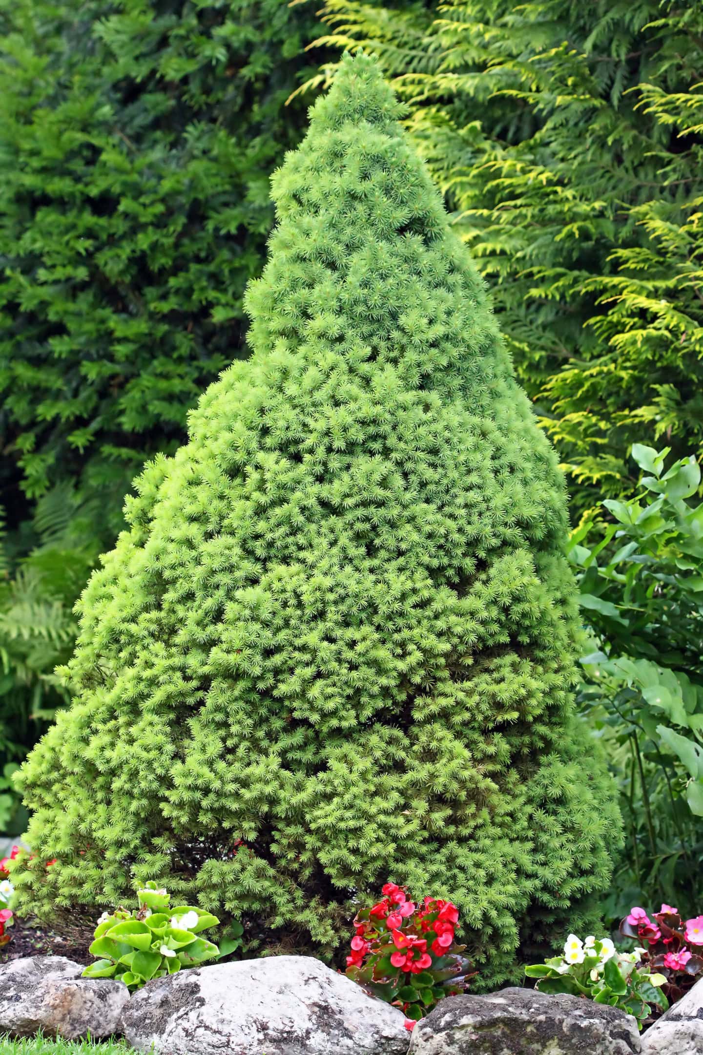 picea glauca conica in a garden