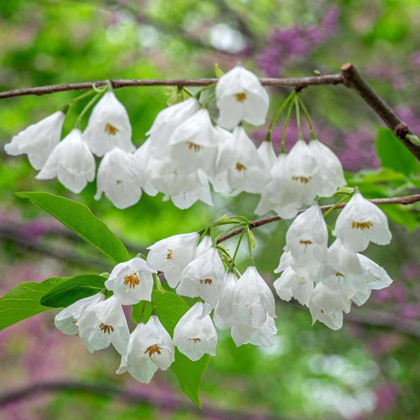 8 Early Spring White Flowering Trees (and One To Avoid)