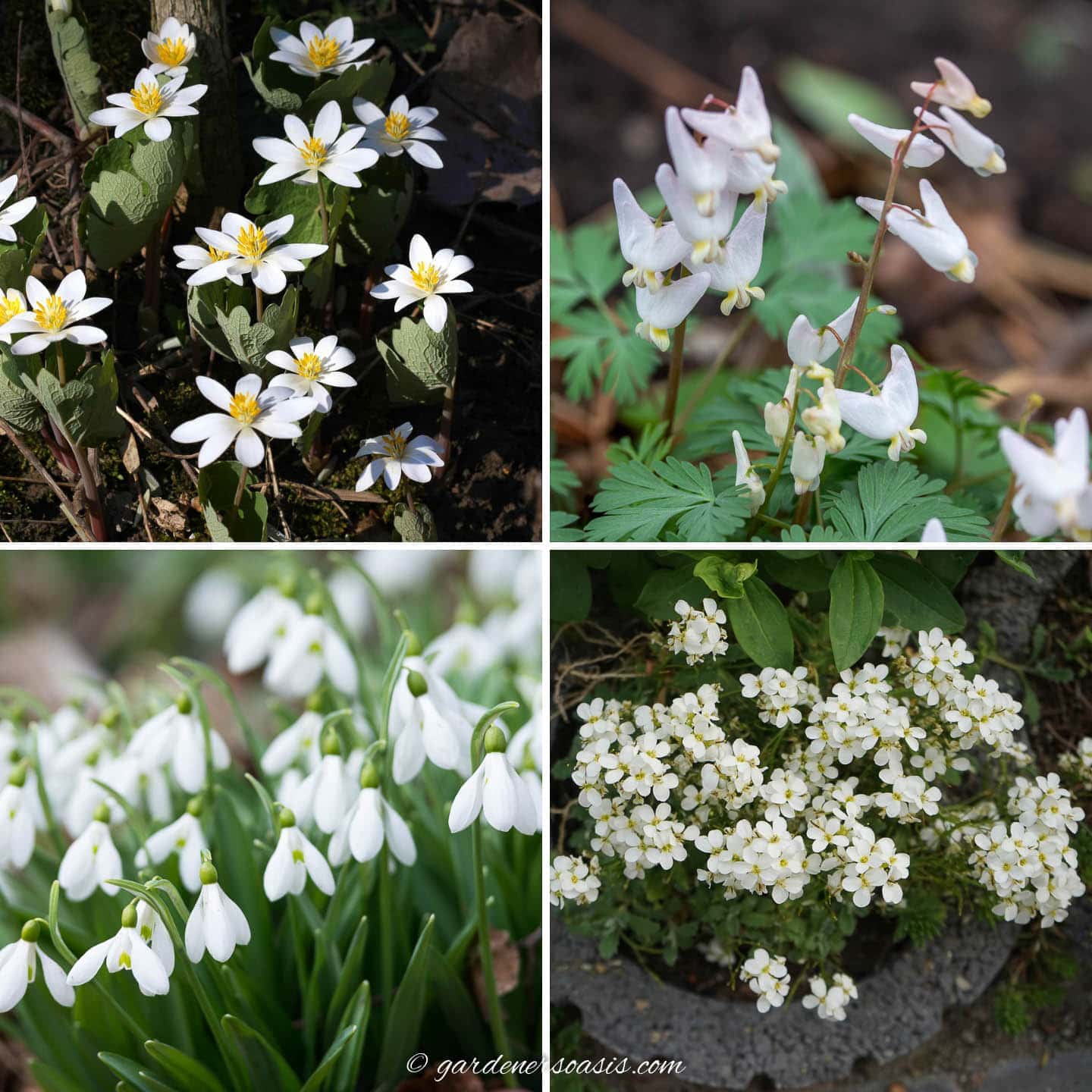 21+ Early Spring White Flowers
