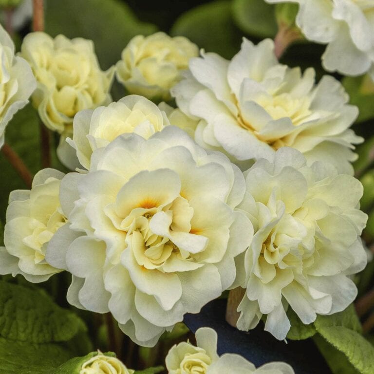 Early Spring Yellow Flowers
