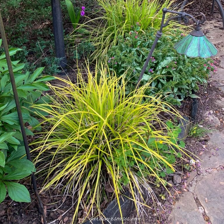 Evergreen Ground Cover Plants For Shade
