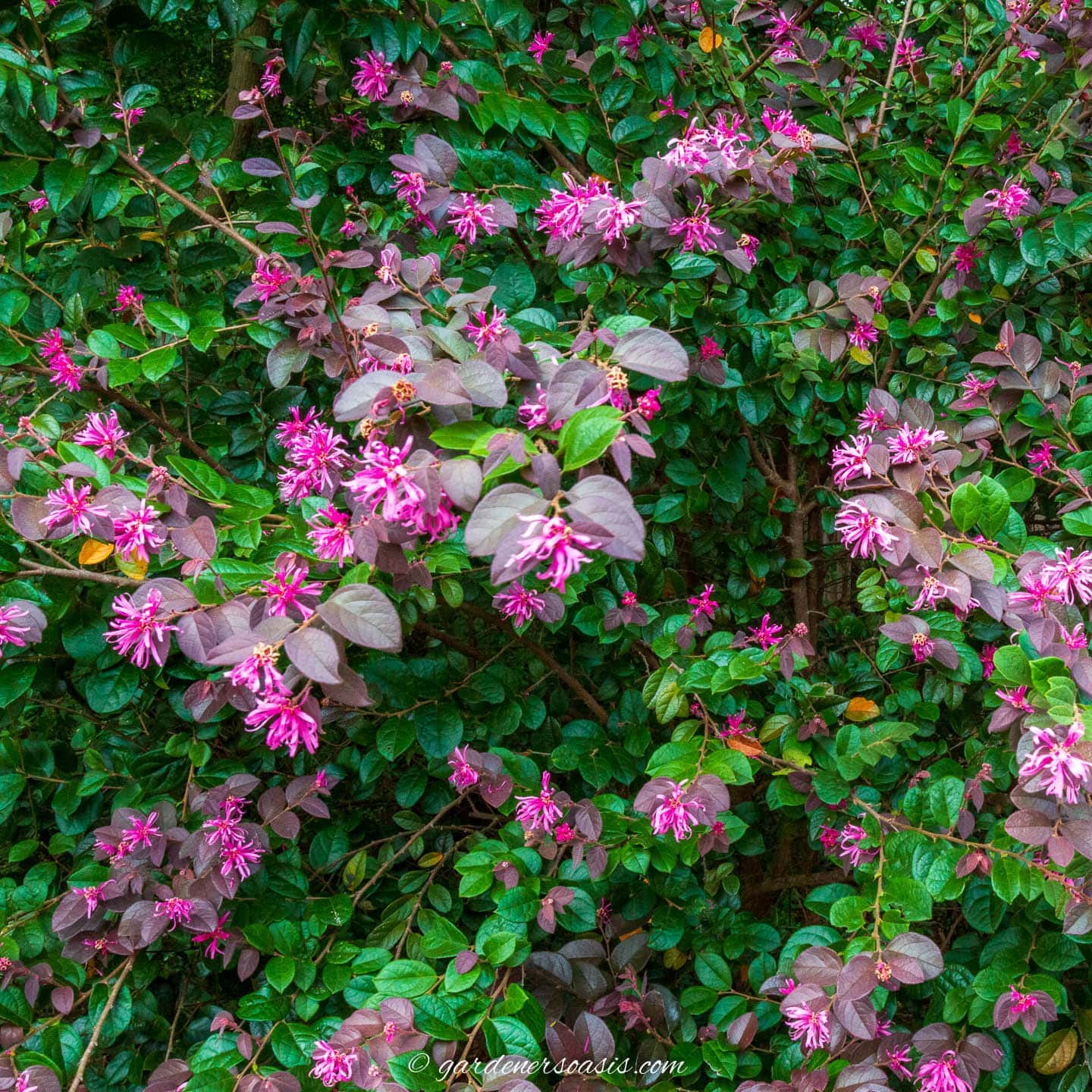 Best Evergreen Plants For A Privacy Hedge