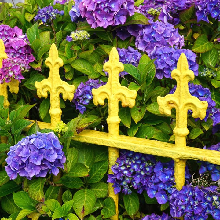 Garden Color Schemes (How To Create Gorgeous Garden Color Combinations)