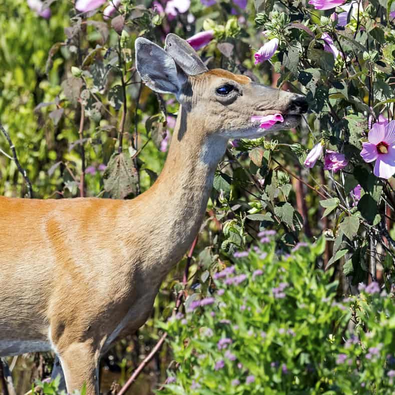 13 Ways To Keep Deer Out Of Your Garden