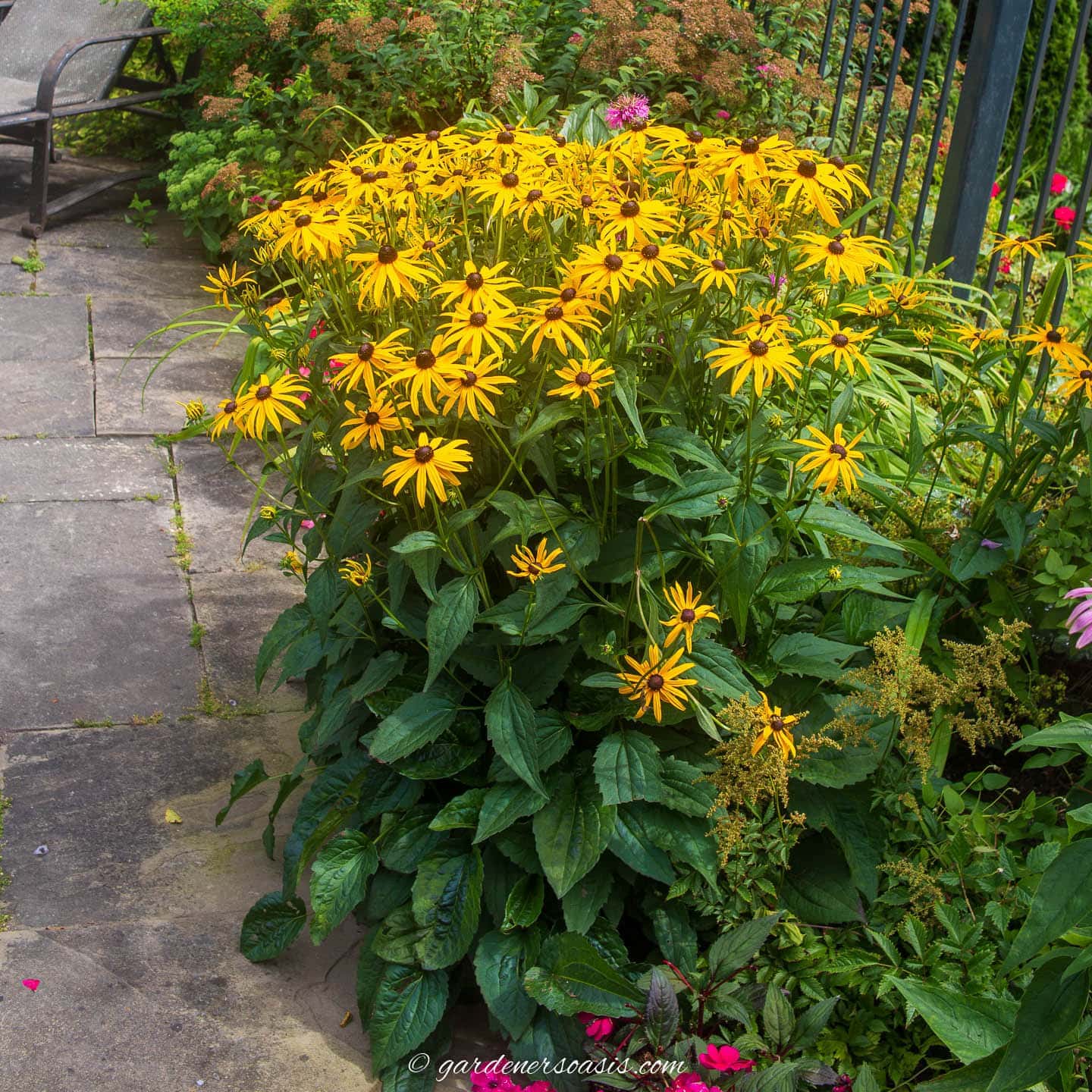 15 Long Blooming Perennials That Will Fill Your Garden With Flowers