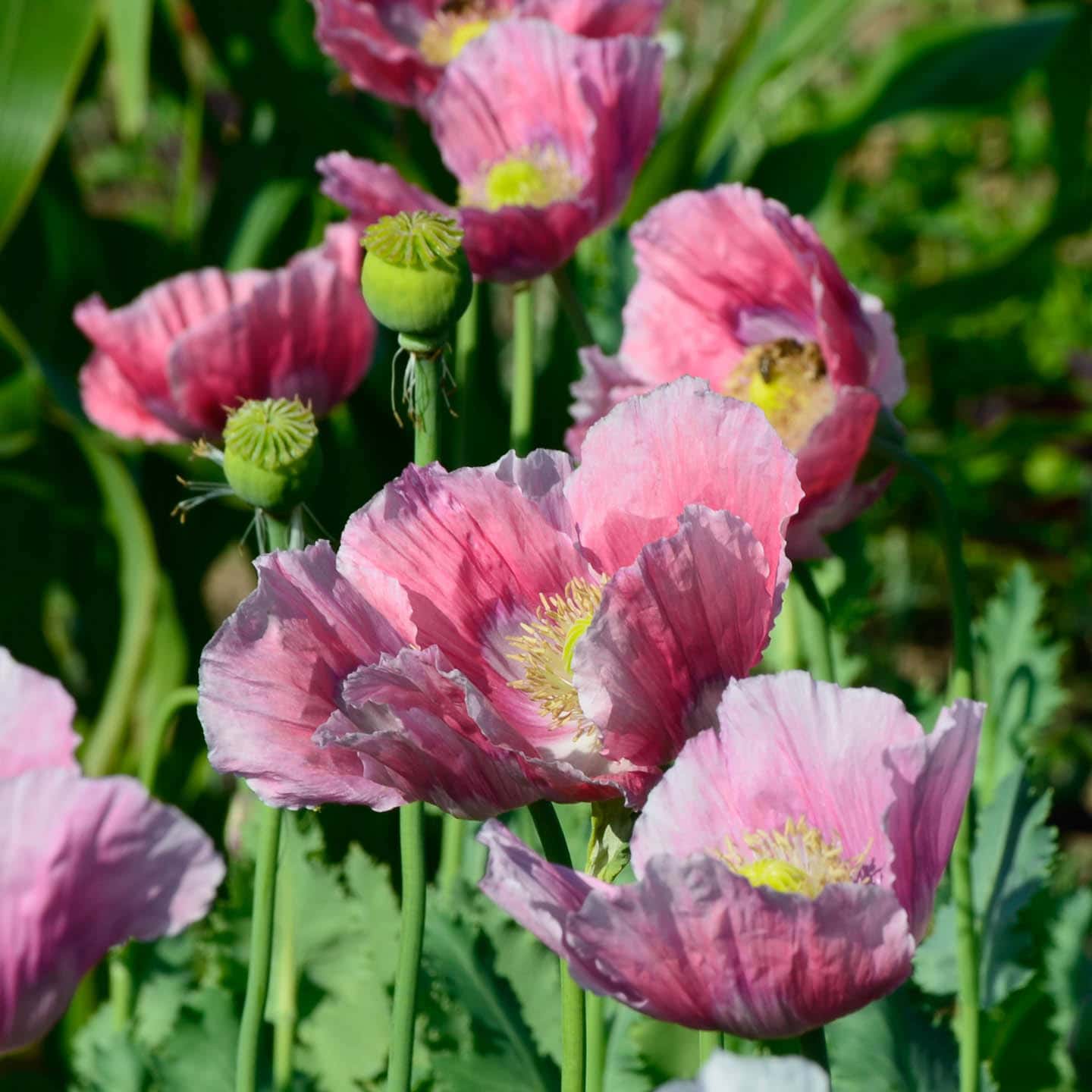 20 Of The Longest-Lived Perennials For Your Garden