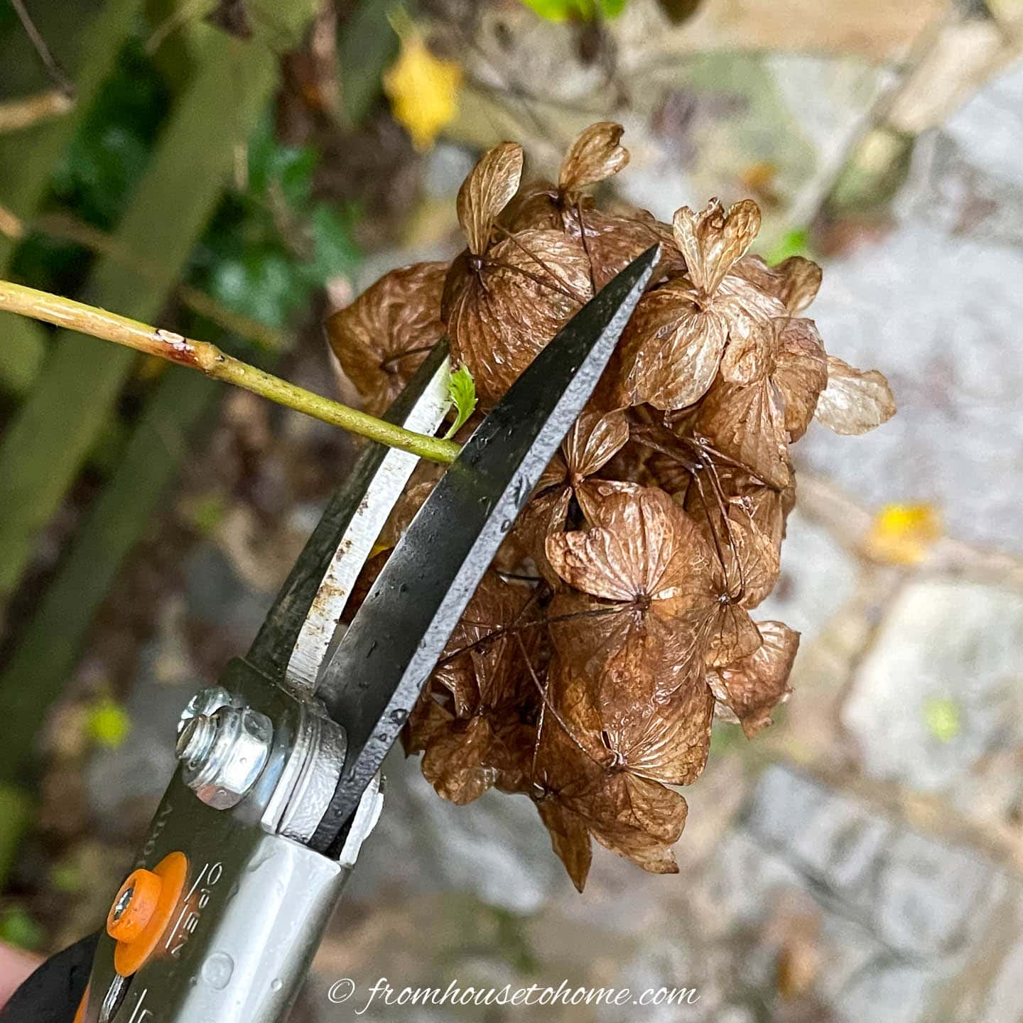 How And When To Prune Hydrangeas (The Ultimate Guide)