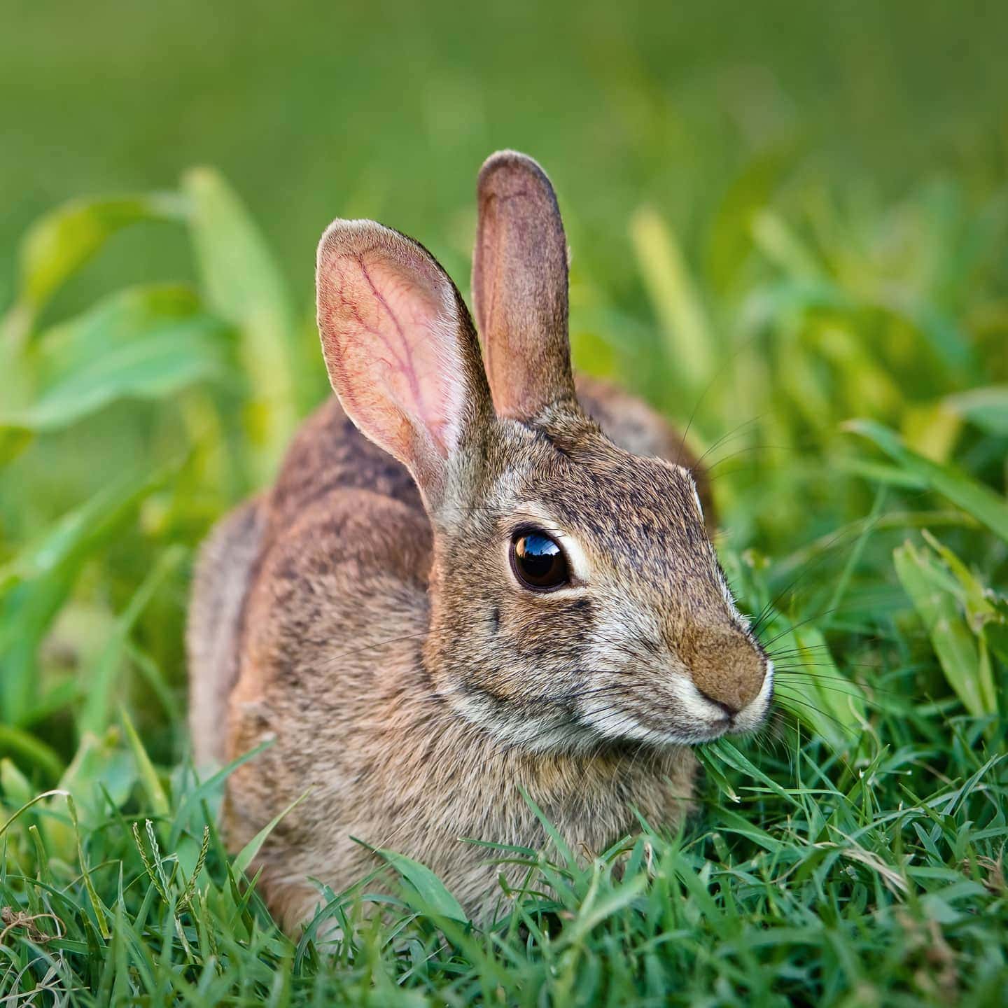 14 Of The Best Rabbit Deterrents For Your Garden