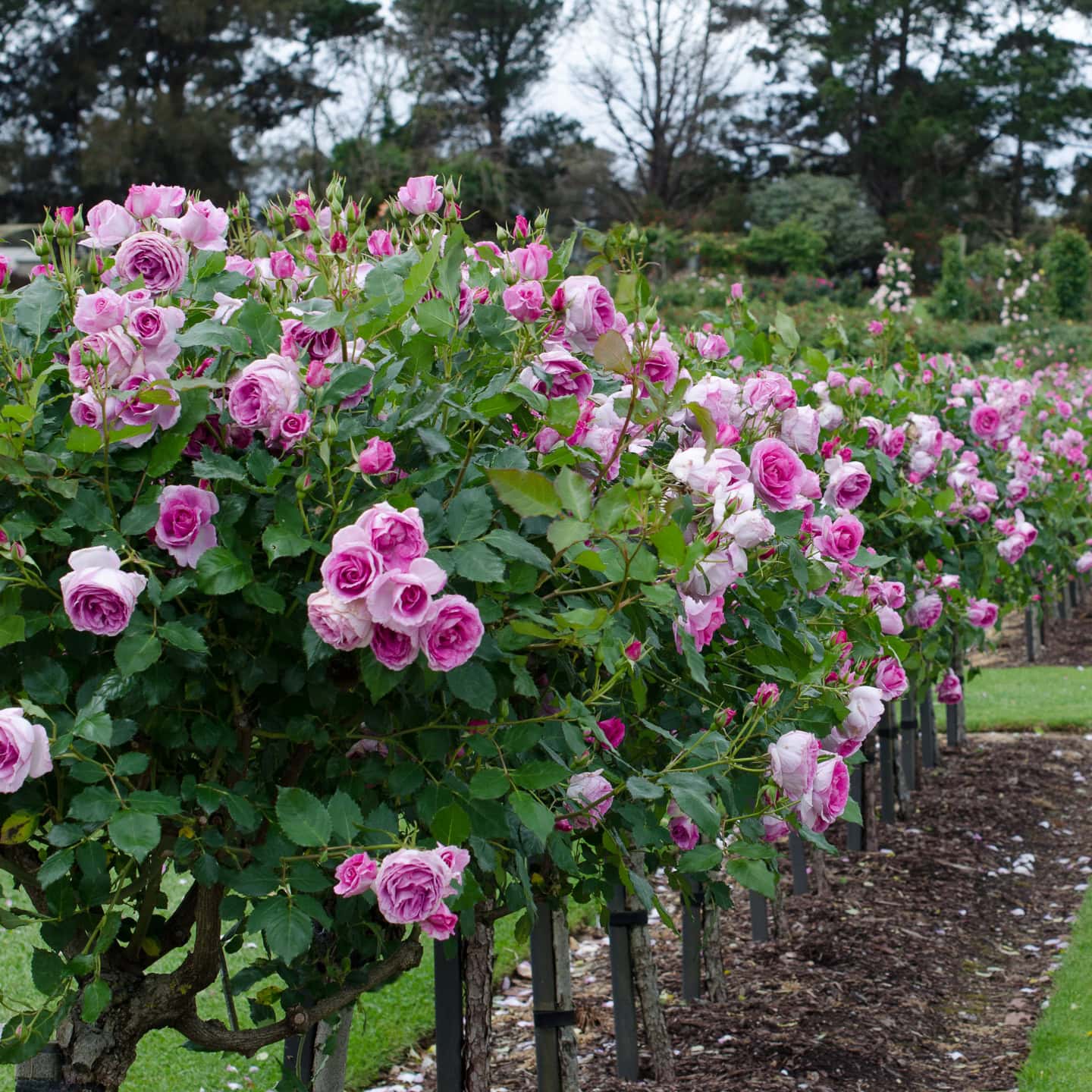 Rose Garden Ideas That Will Beautify Your Yard