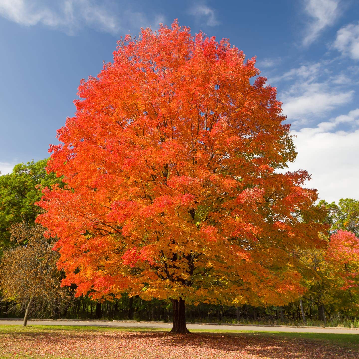 Trees That Turn Red In Fall