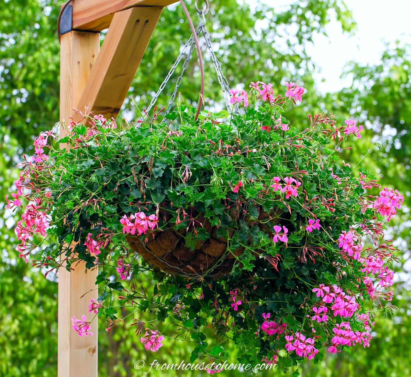 A hanging basket with an automatic watering system hose feeding into it