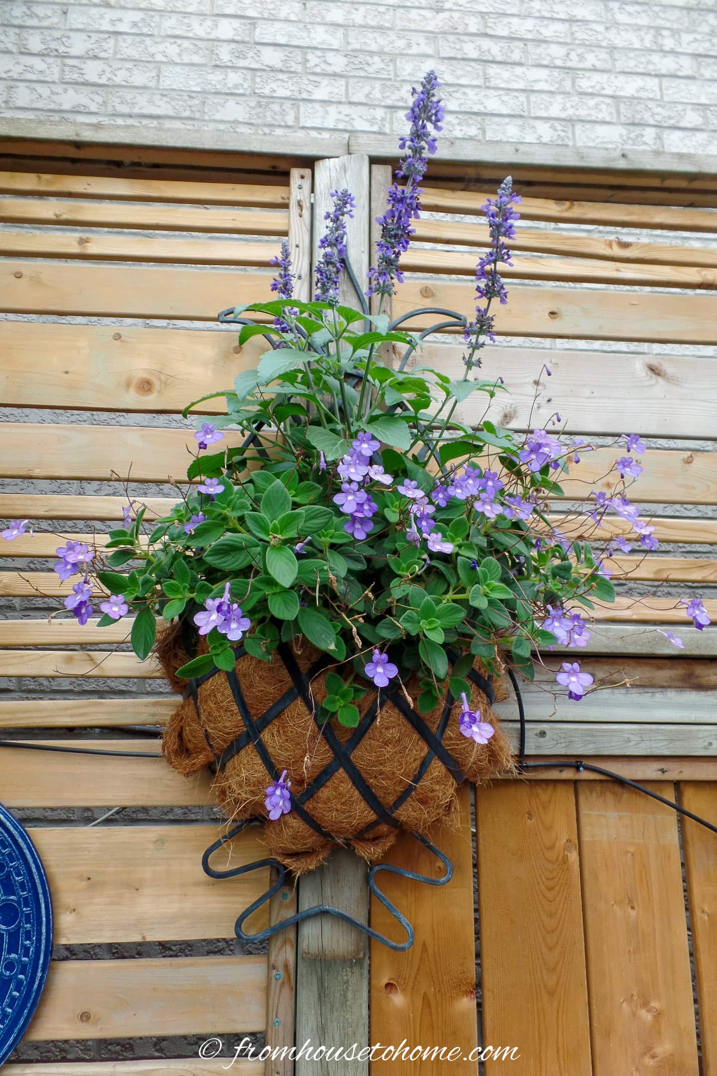 A planter hung on a fence with an automatic watering system hooked into it