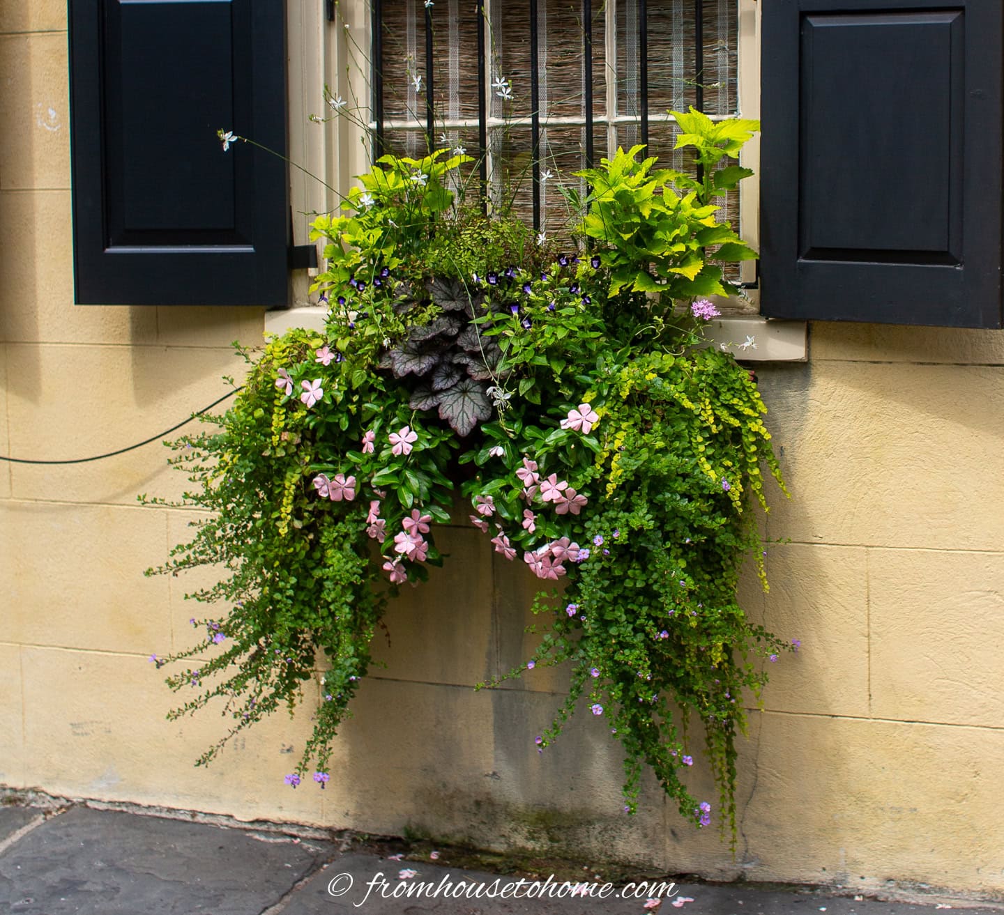 A lush window box with an automatic watering hose feeding into it.