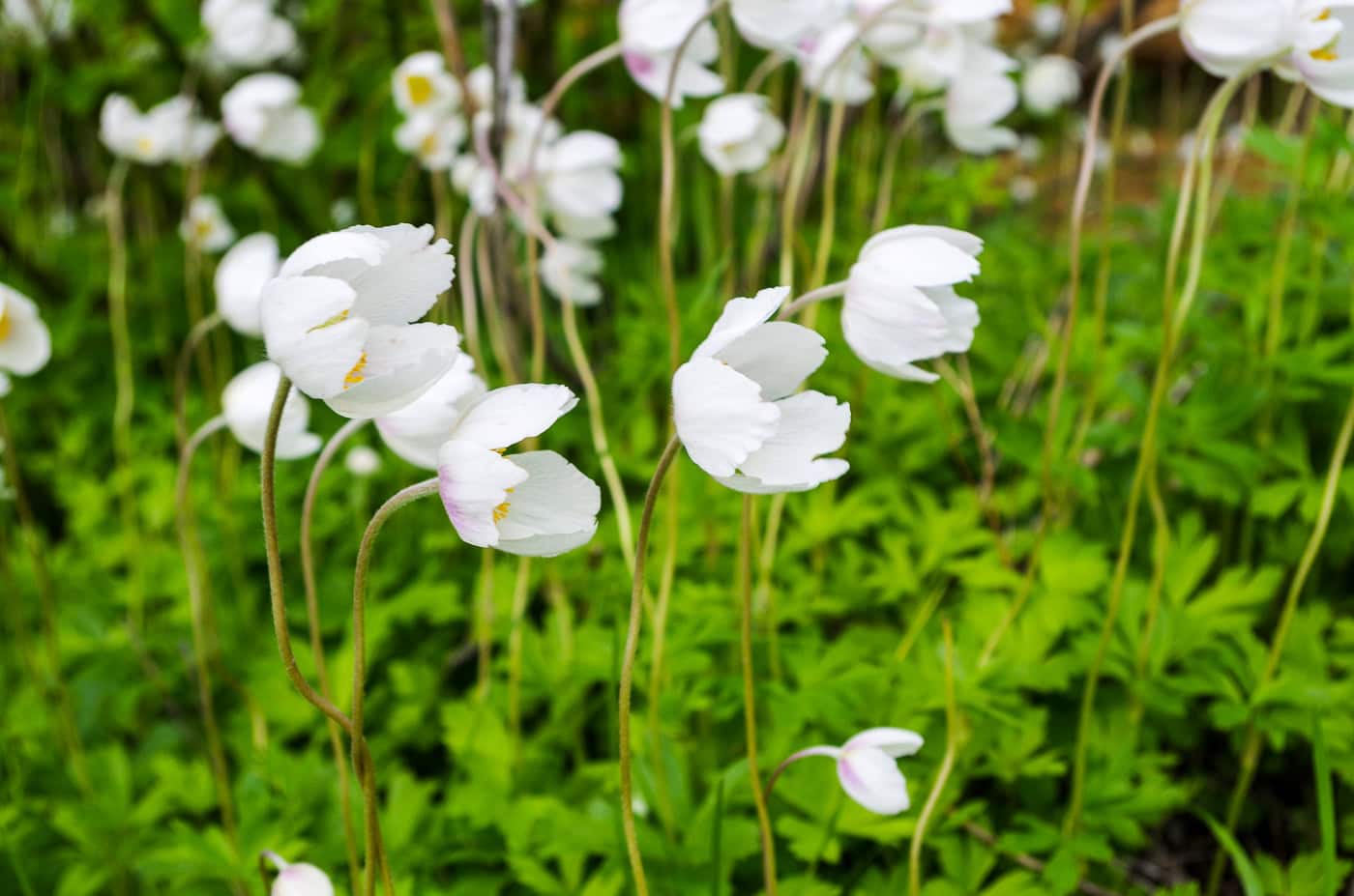 White wildflowers with delicate petals bloom on tall green stems against a background of lush green foliage.