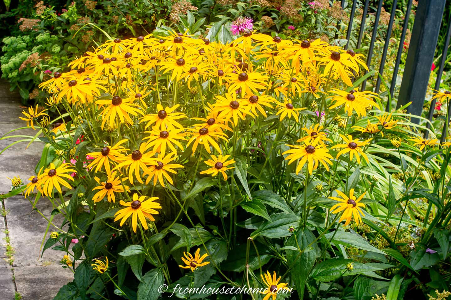 A cluster of blooming yellow black-eyed Susan flowers with dark centers grows next to a paved path and metal fence in a garden.
